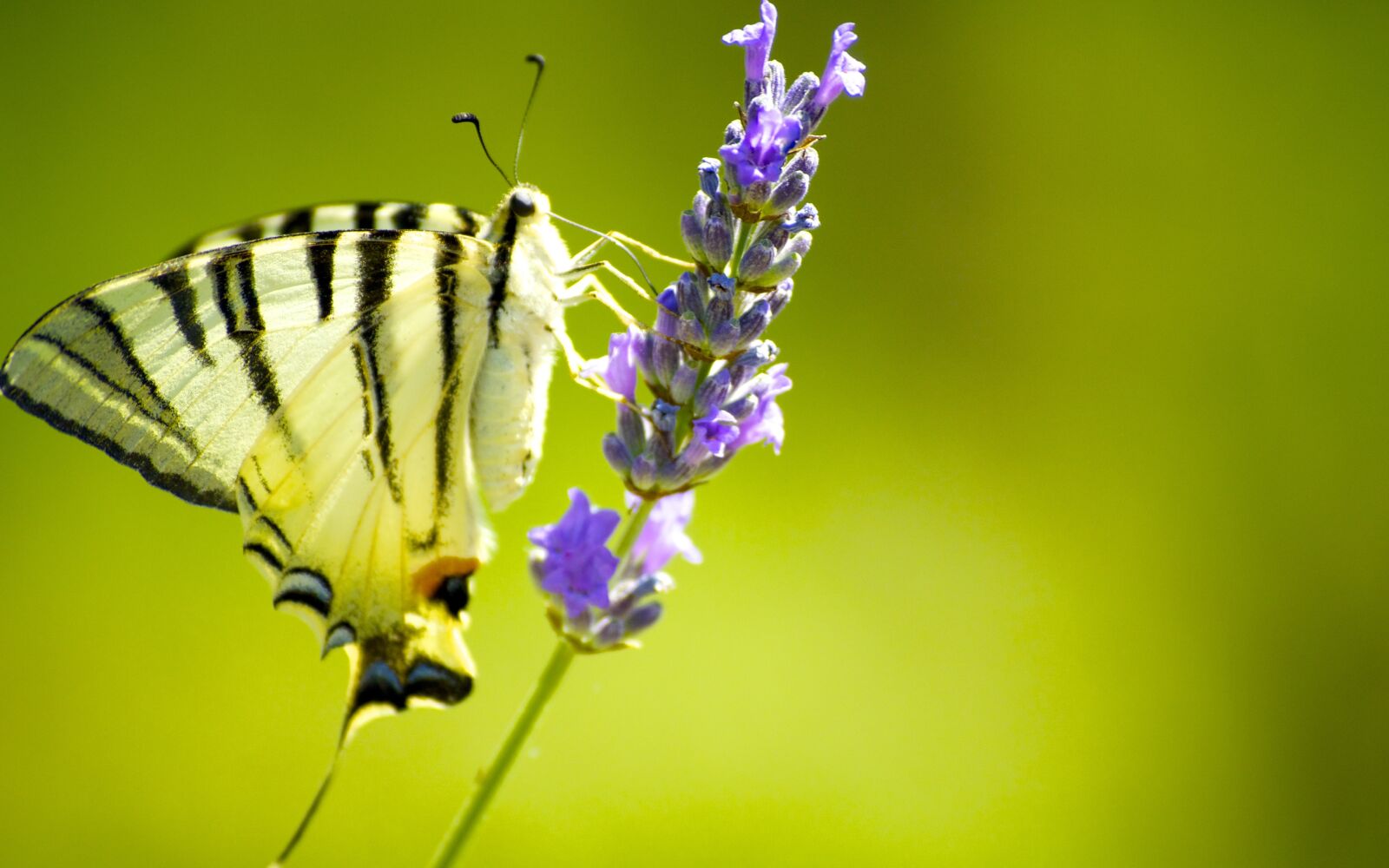 Nikon D5000 sample photo. Party mom, butterfly, love photography