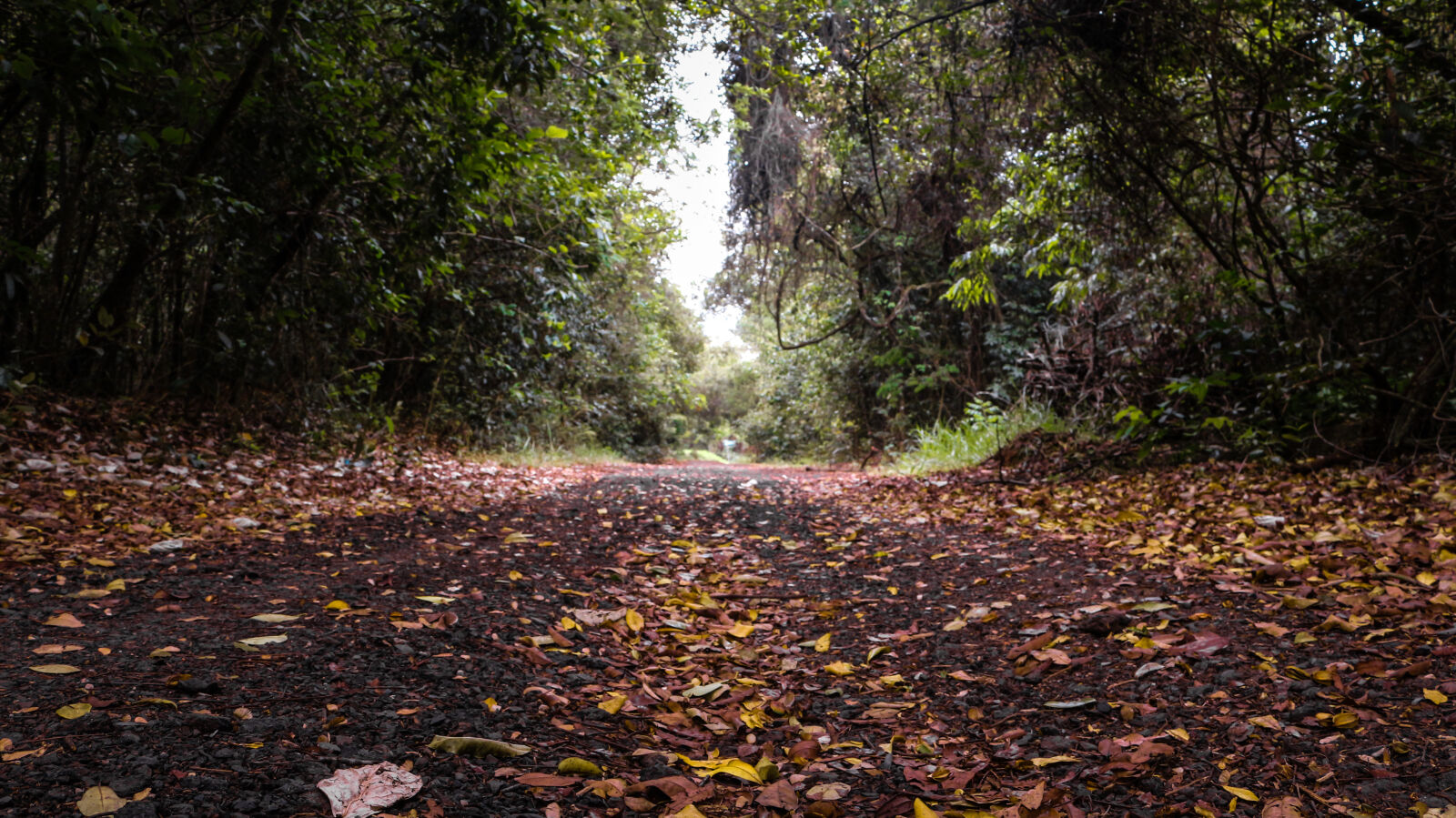 Canon EOS 700D (EOS Rebel T5i / EOS Kiss X7i) sample photo. Autumn, leaf, nature, trail photography