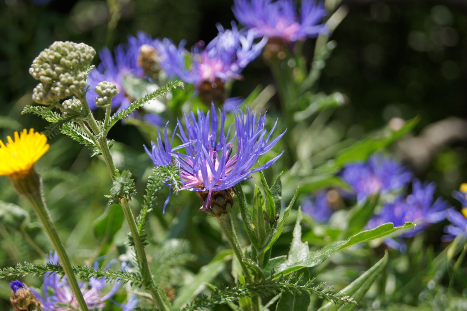 Sony Alpha DSLR-A450 sample photo. Purple flowers, vercors photography