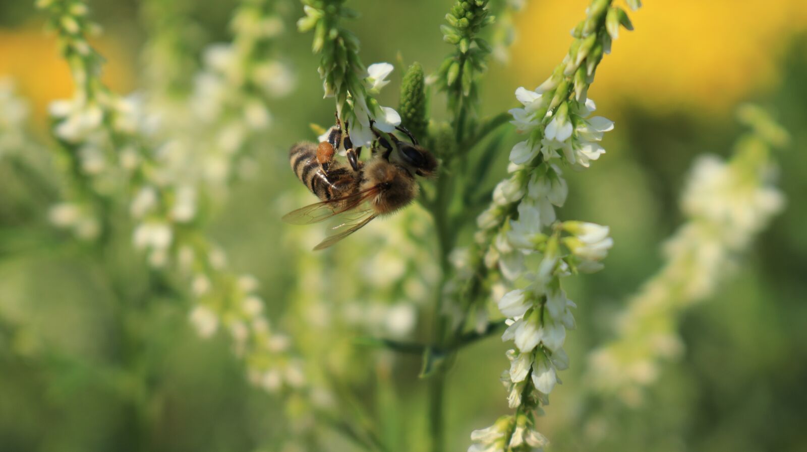Canon EOS 80D sample photo. Bee, blossom, bloom photography