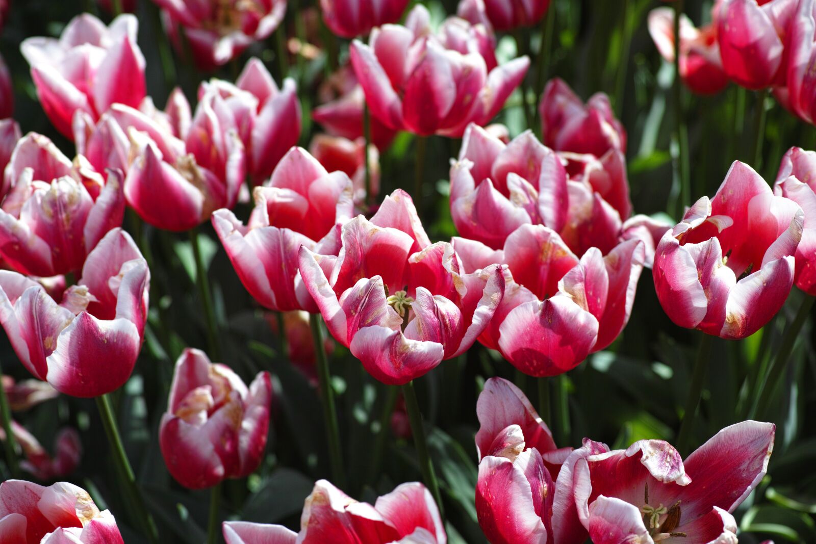Sigma DP3 Merrill sample photo. Tulips, flower, flowers photography