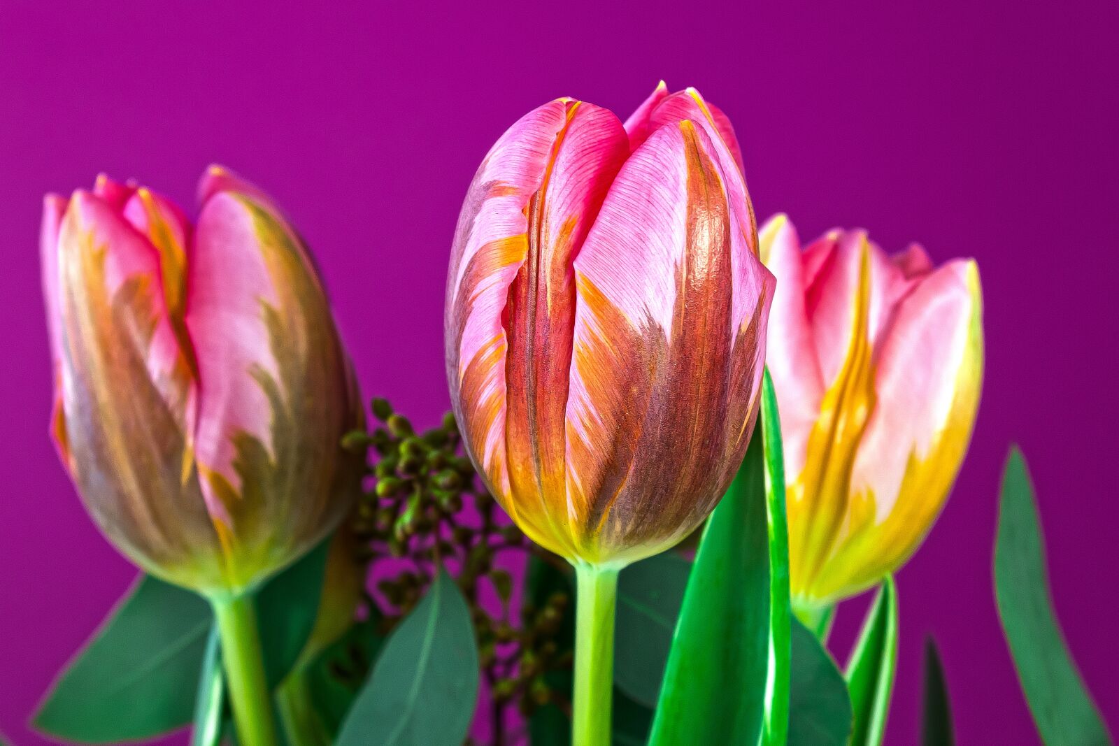 Canon EOS 1300D (EOS Rebel T6 / EOS Kiss X80) sample photo. Tulip, lilies, spring photography