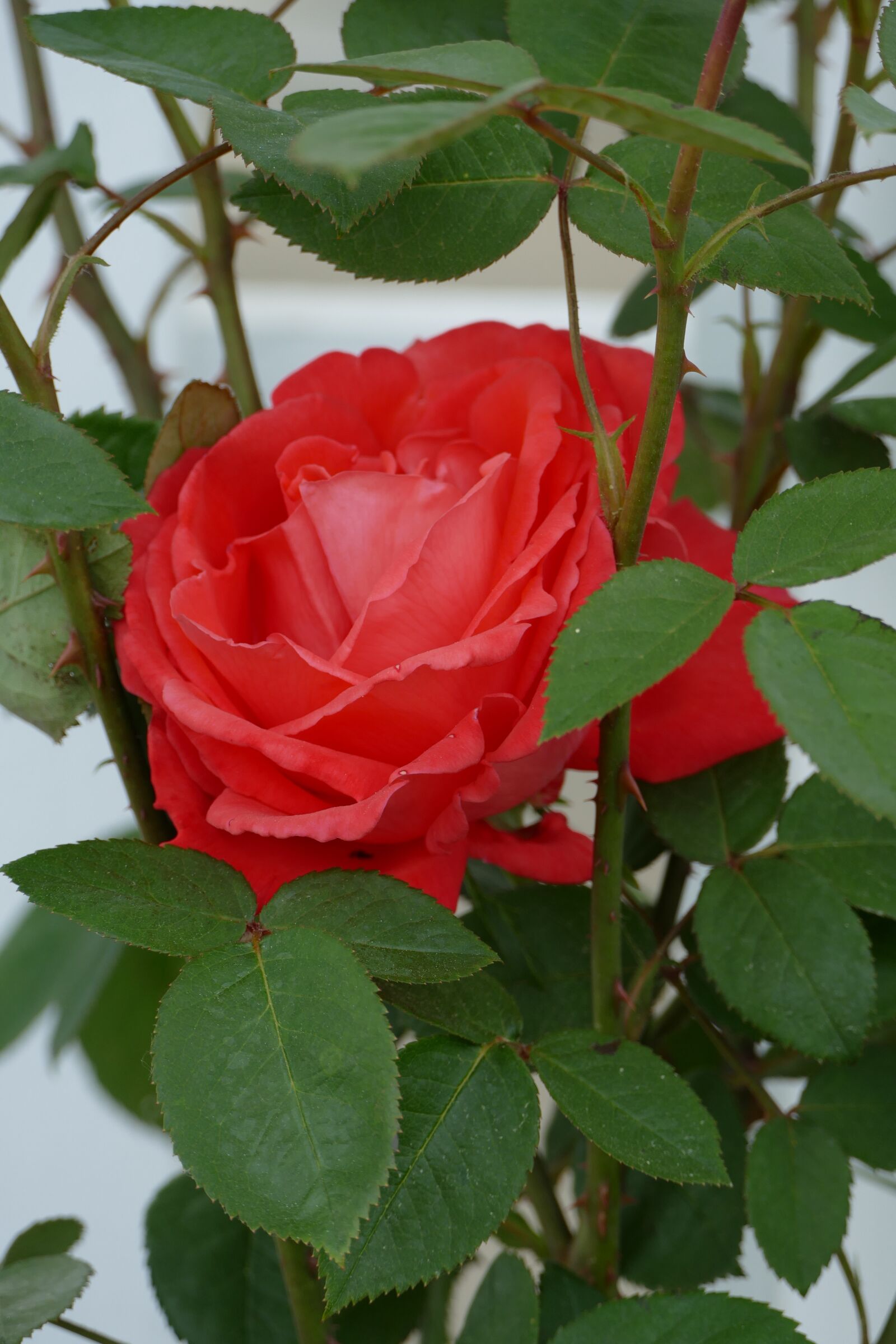 Panasonic Lumix DMC-FZ1000 sample photo. Flower, rose, peach photography
