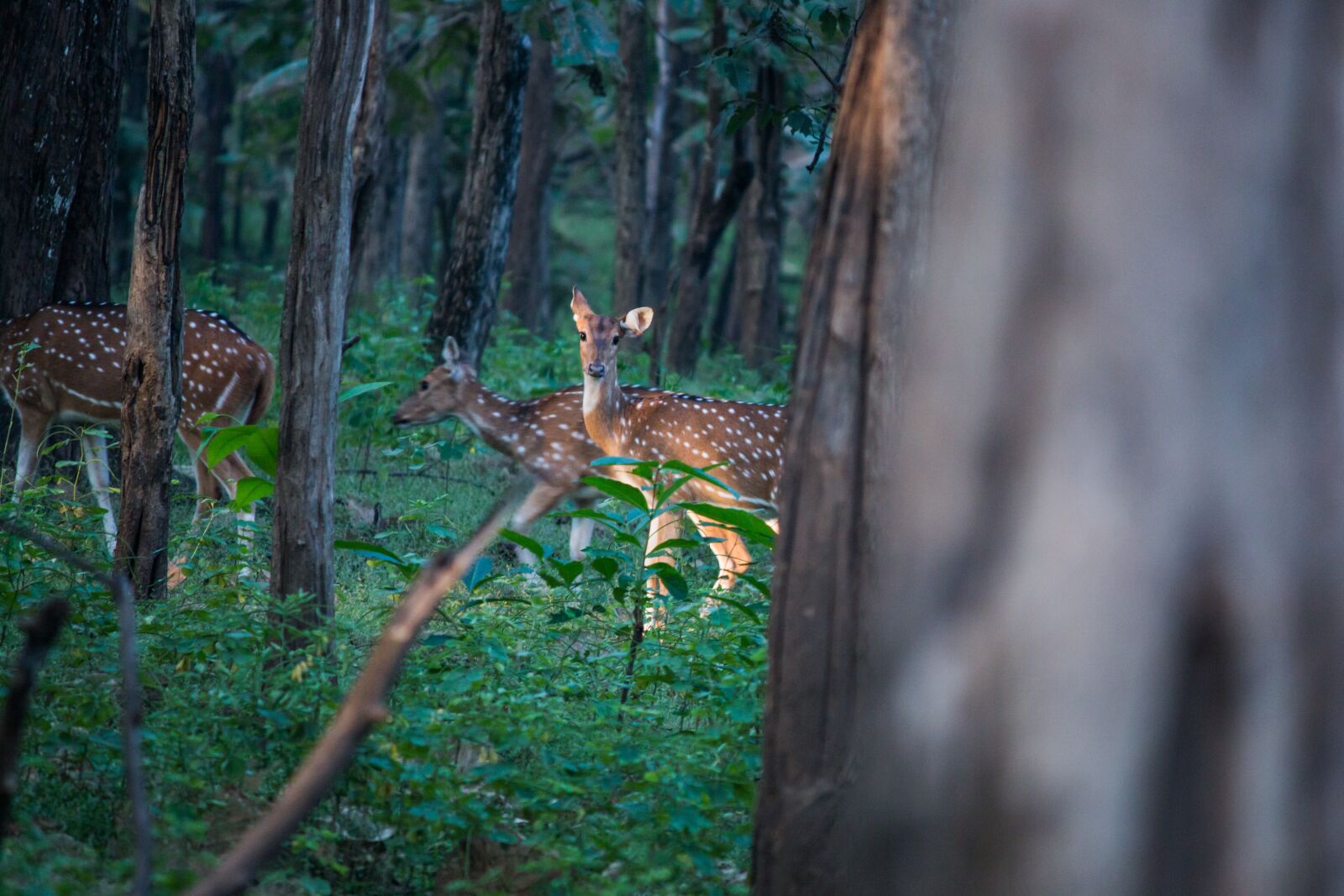 Canon EF-S 55-250mm F4-5.6 IS sample photo. Spotted deer, deer, forest photography
