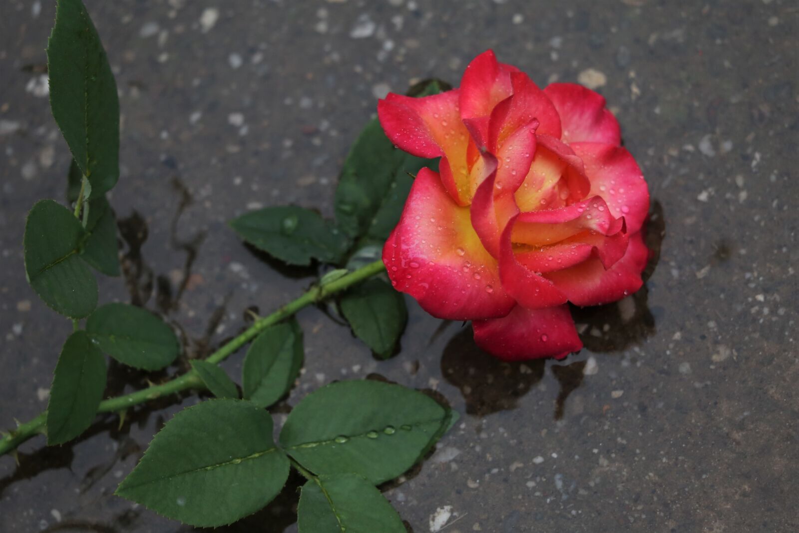 Canon EF 70-300 F4-5.6 IS II USM sample photo. Red yellow rose in photography