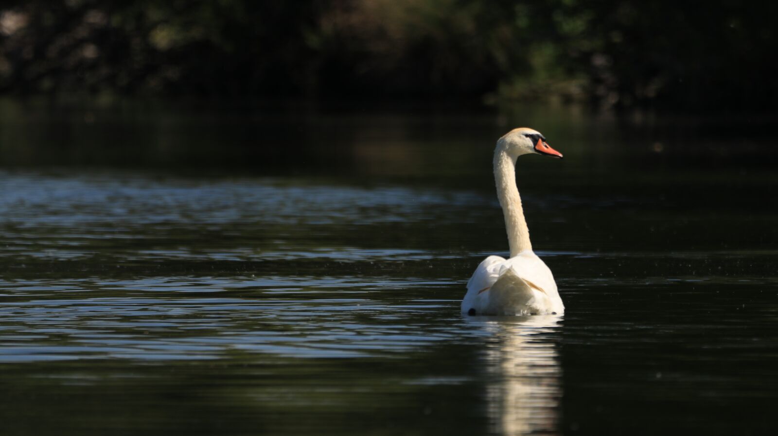 150-600mm F5-6.3 DG OS HSM | Contemporary 015 sample photo. Swan, lake, bird photography