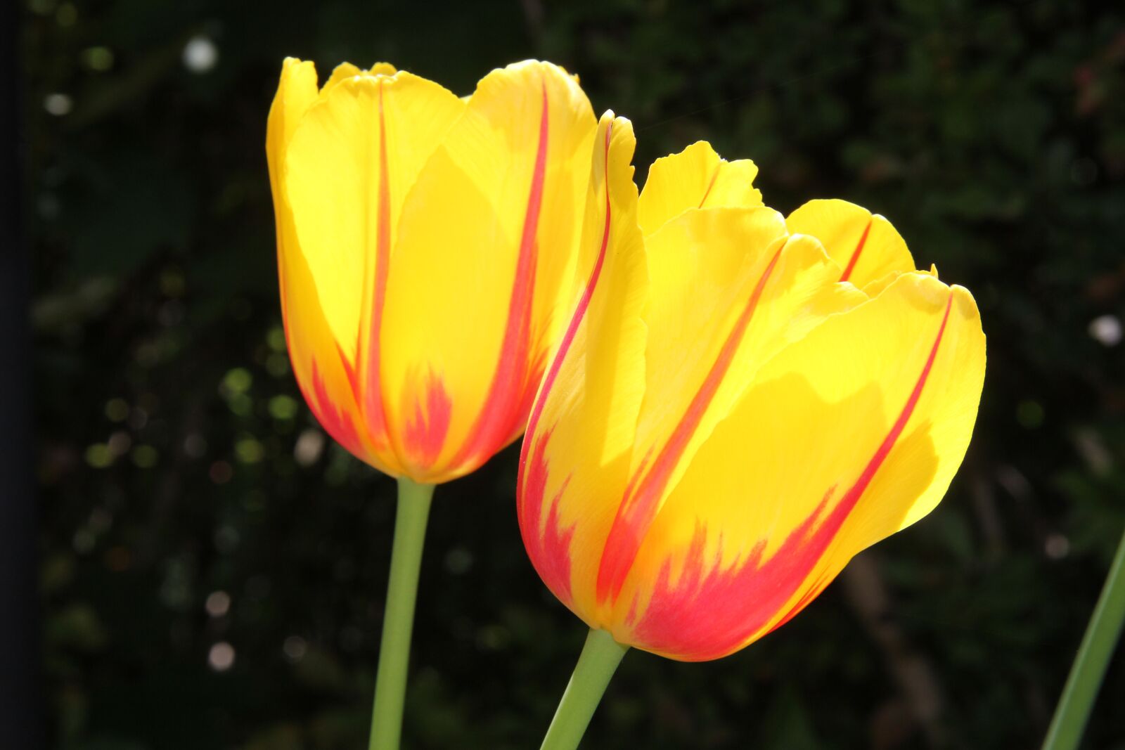 Canon EOS 60D sample photo. Nature, flower, plant photography