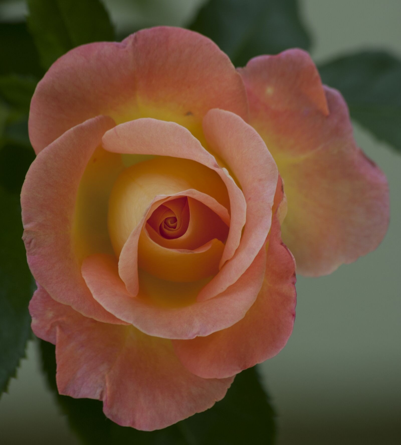 Nikon D60 sample photo. Pinky, rose photography