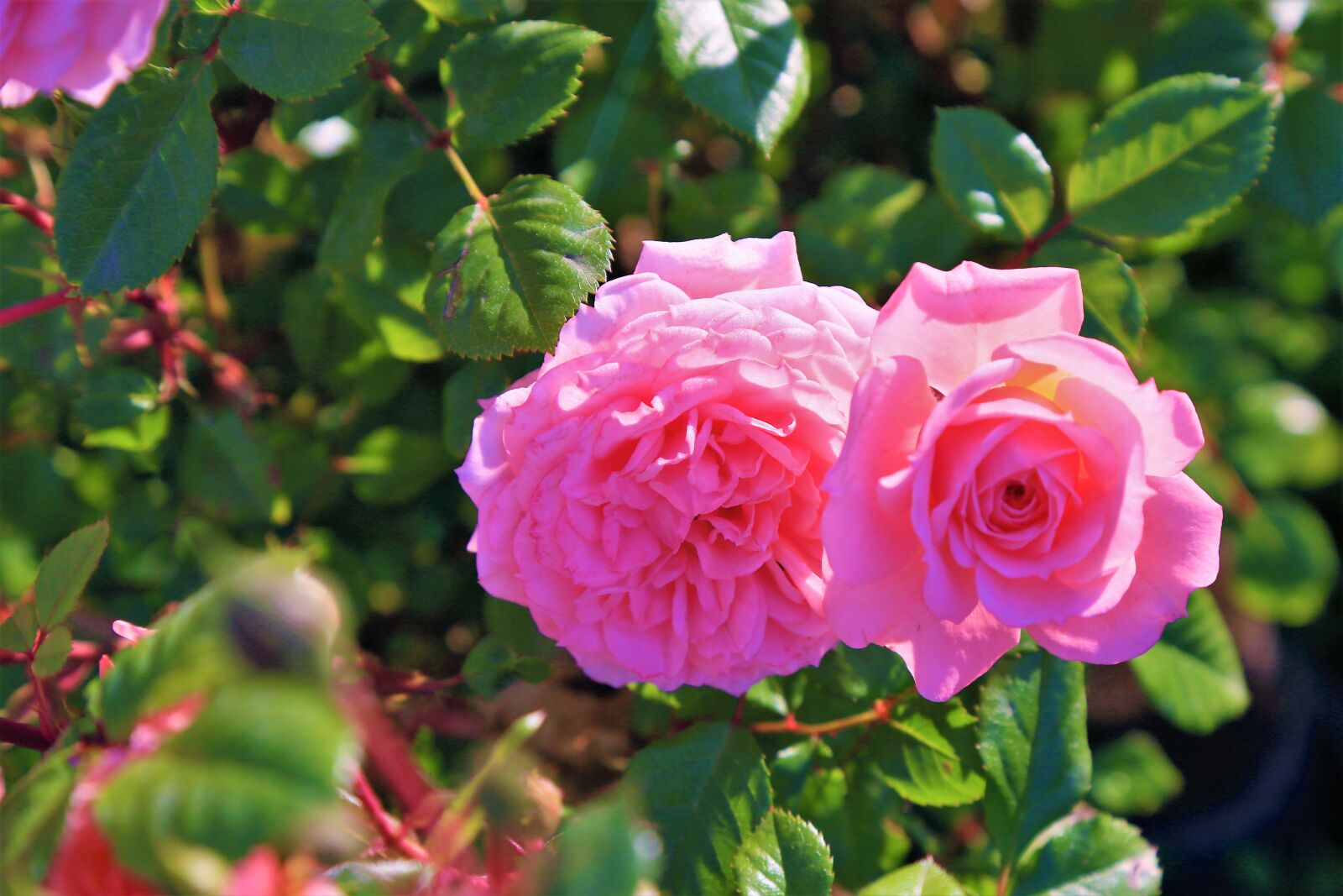 Canon EOS 5D Mark III sample photo. Rose, pink, beautiful photography