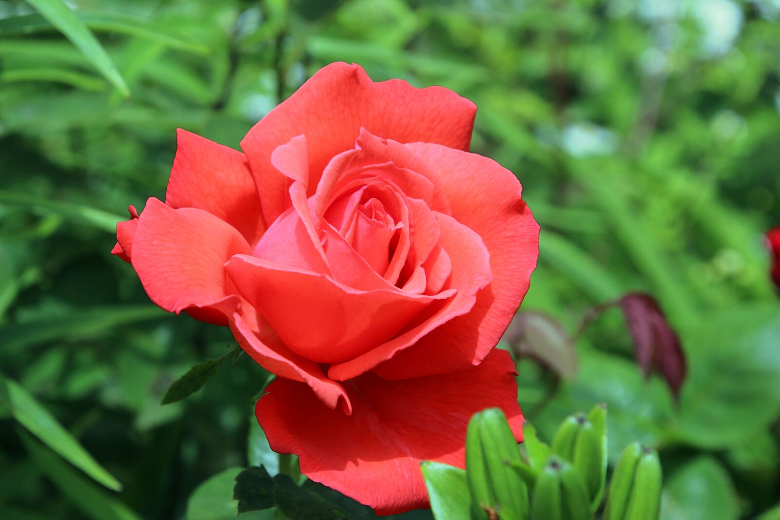 Canon EOS 600D (Rebel EOS T3i / EOS Kiss X5) sample photo. Rose, red, flower photography