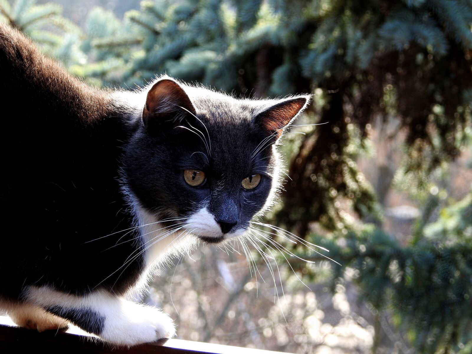 Nikon Coolpix P900 sample photo. Cat, black, white photography