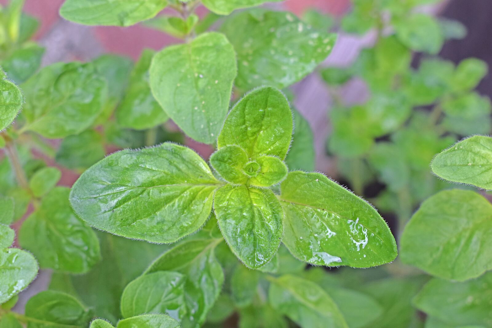 Nikon D3300 sample photo. Basil, herbs, cooking photography