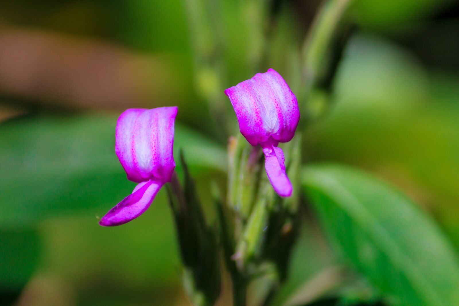 Canon EOS 60D sample photo. Macro, sunlight, flower garden photography