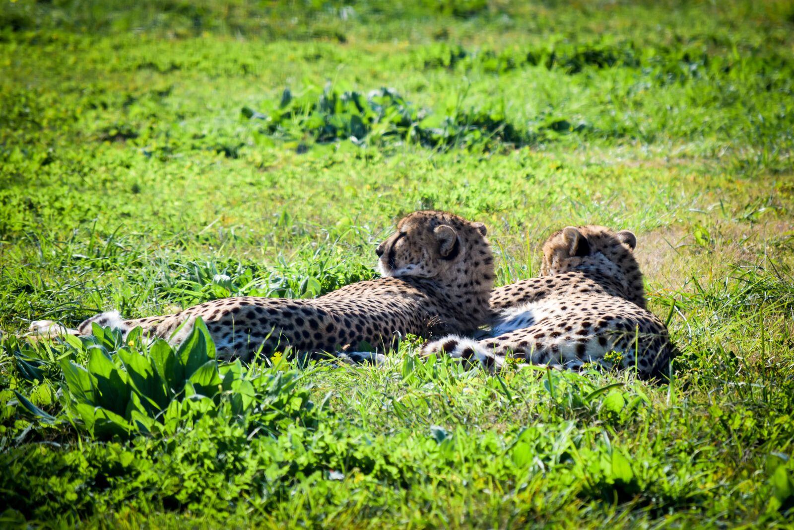 Nikon D5500 sample photo. Cheetah, nature, wildlife photography
