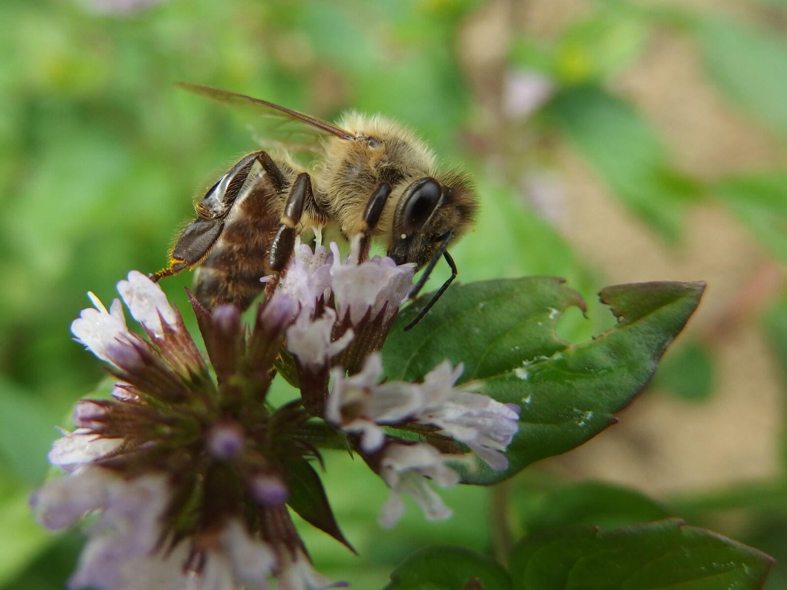 Olympus Stylus XZ-10 sample photo. Bee, mint, insect photography