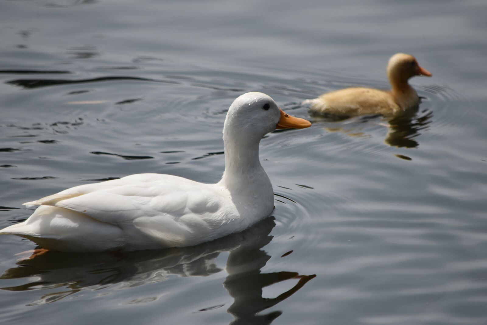 Nikon D5600 sample photo. White duck, duck, duckling photography