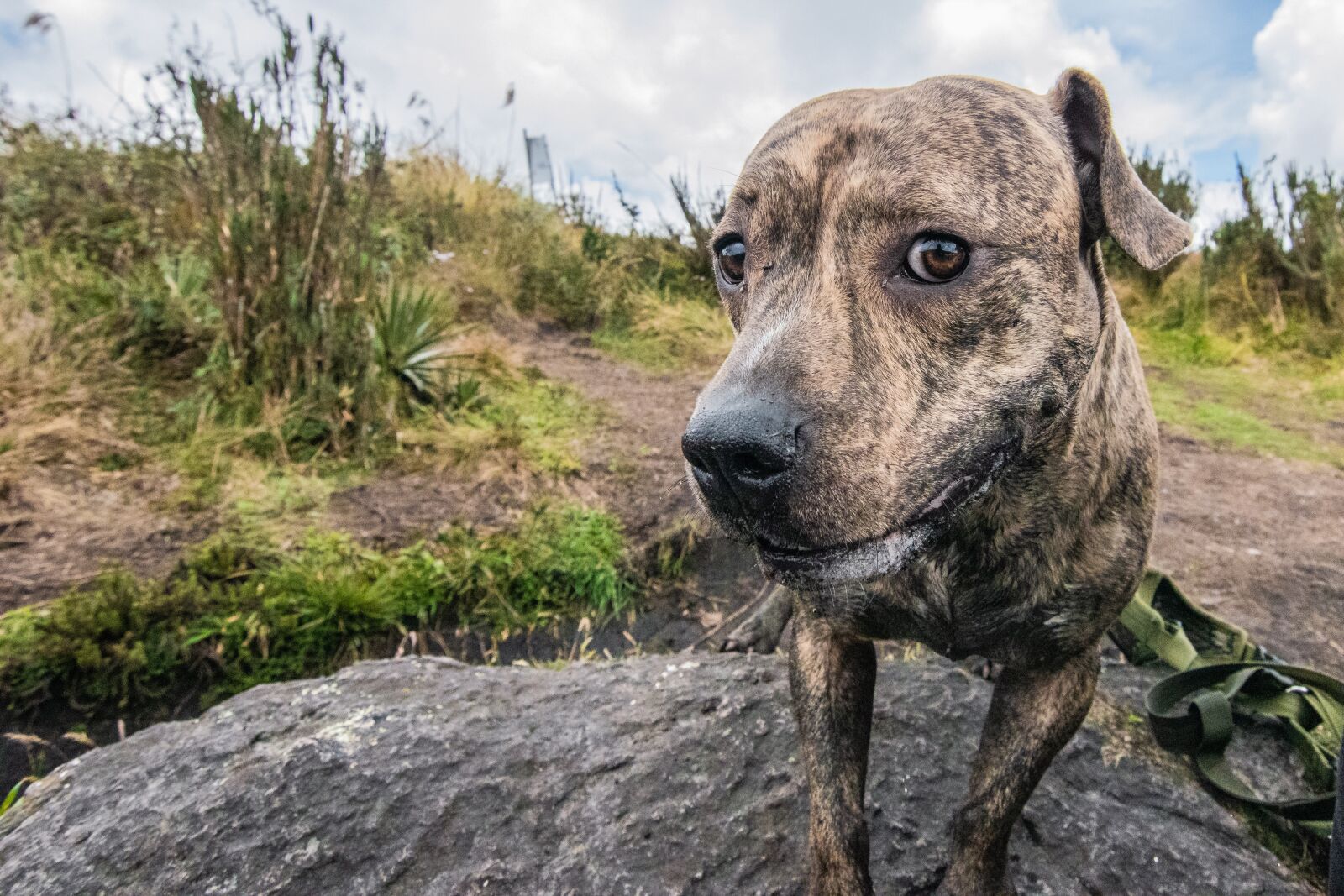 Nikon D5600 sample photo. Kill round, paramo, lake photography