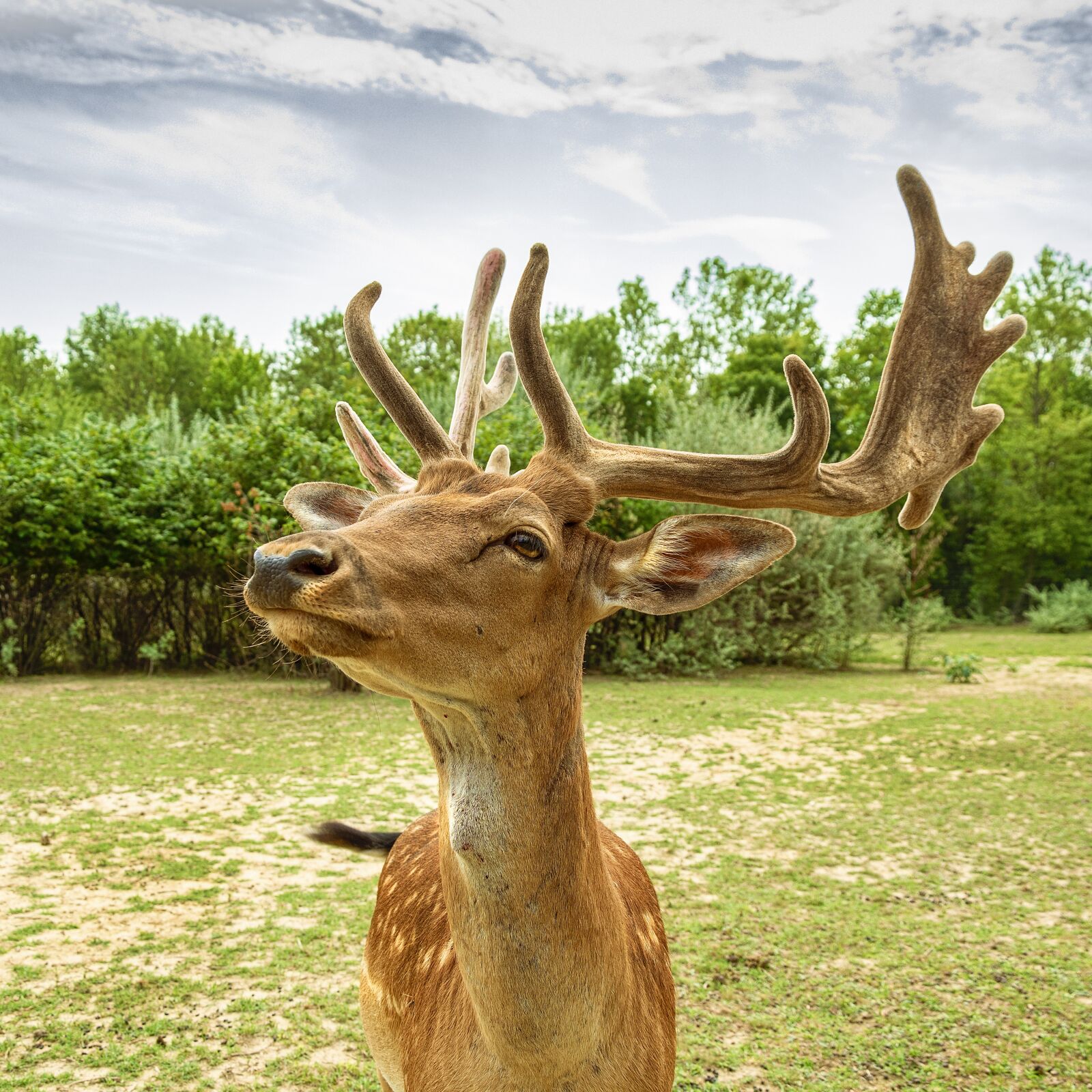 Nikon D5500 sample photo. Deer, animal, nature photography