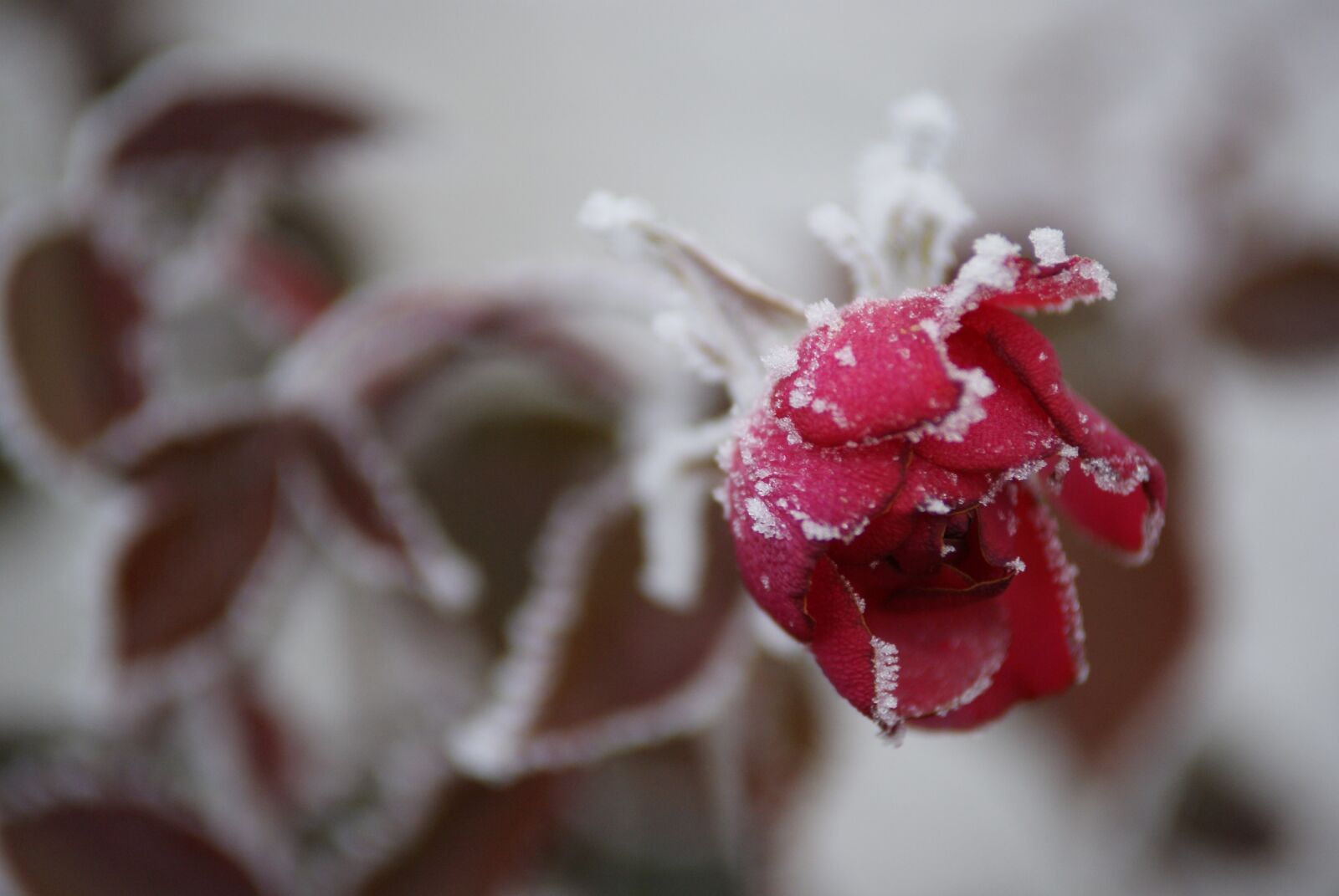 Sony Alpha DSLR-A230 sample photo. Frost, red rose, flower photography