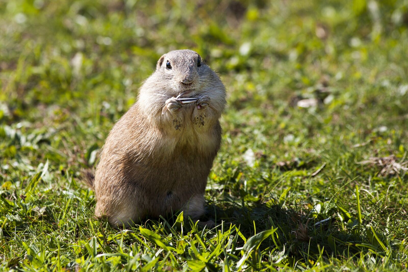 Canon EF 70-300mm F4-5.6 IS USM sample photo. European ground squirrel, rodent photography