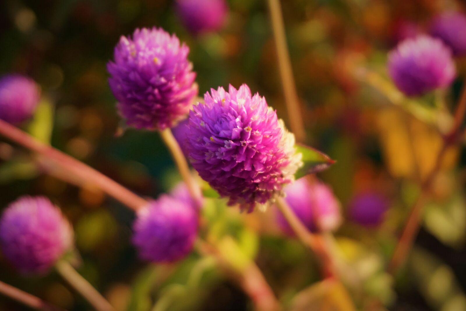 Sony a6000 sample photo. Flower, purple, pink photography