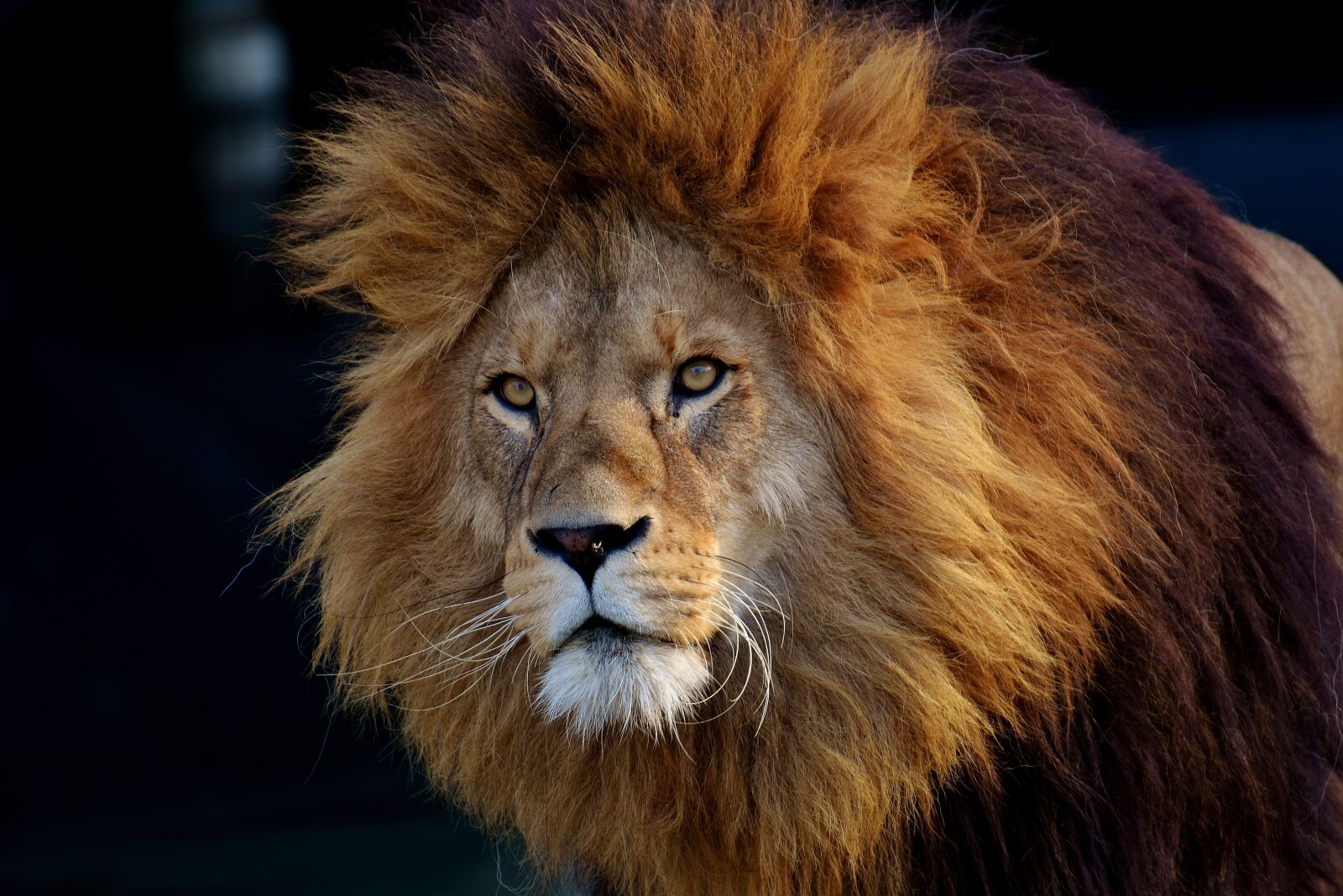 Nikon D7200 sample photo. Lion, predator, dangerous photography