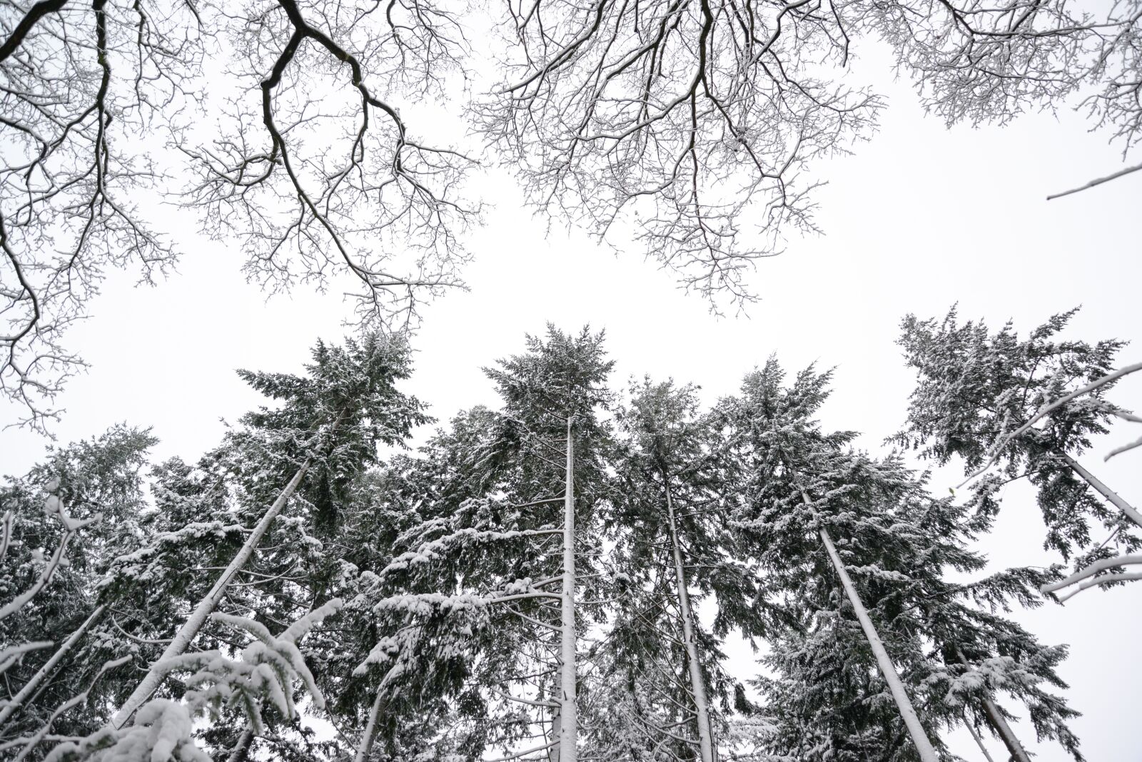 Nikon D610 sample photo. Pine trees, winter, white photography