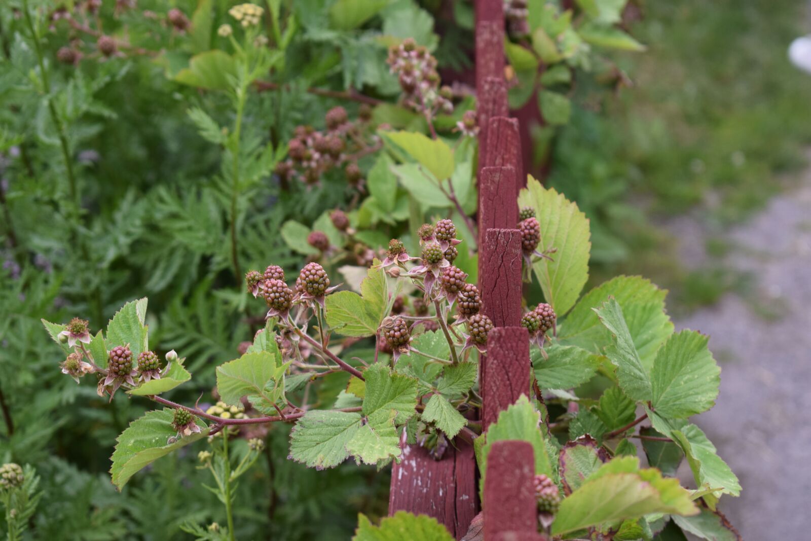 Nikon D3300 sample photo. Blackberry, bush, swedish berries photography