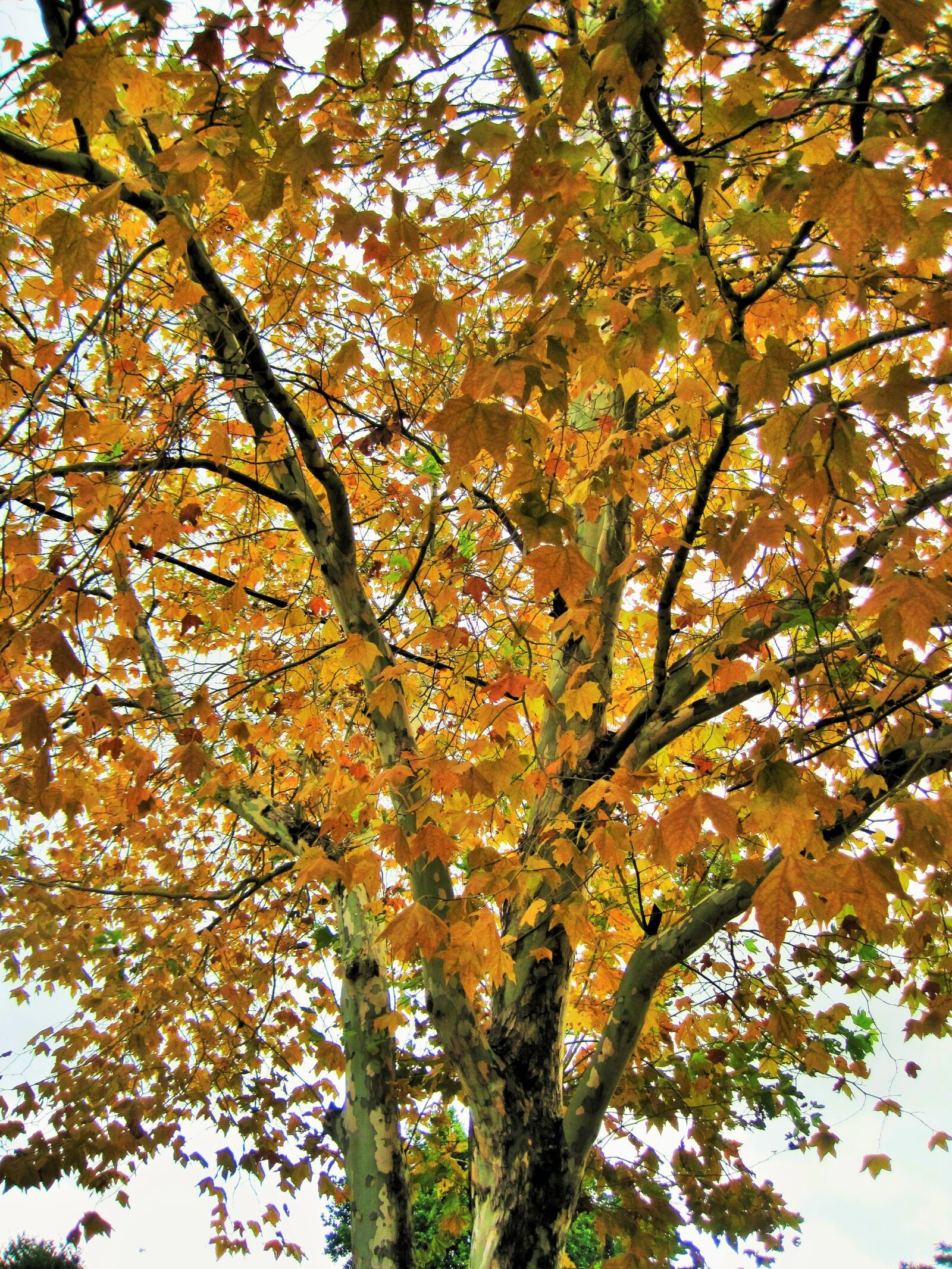 Canon PowerShot SD1200 IS (Digital IXUS 95 IS / IXY Digital 110 IS) sample photo. Leaves, tree, yellow photography