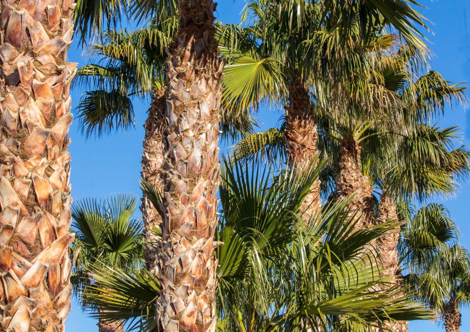 Canon EOS 700D (EOS Rebel T5i / EOS Kiss X7i) sample photo. Palm, tree, summer photography