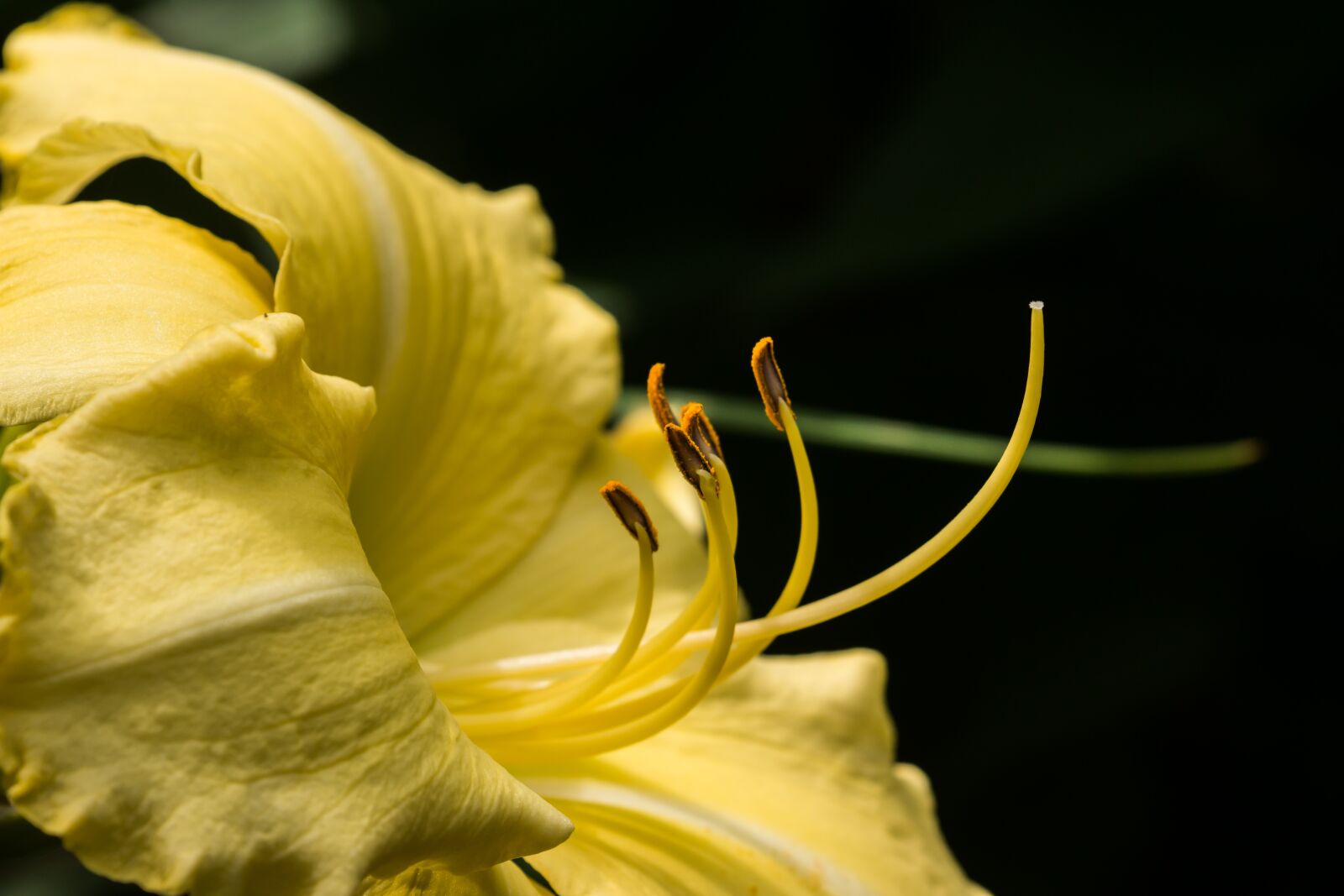 Canon EOS 70D sample photo. Lily, garden, flower photography
