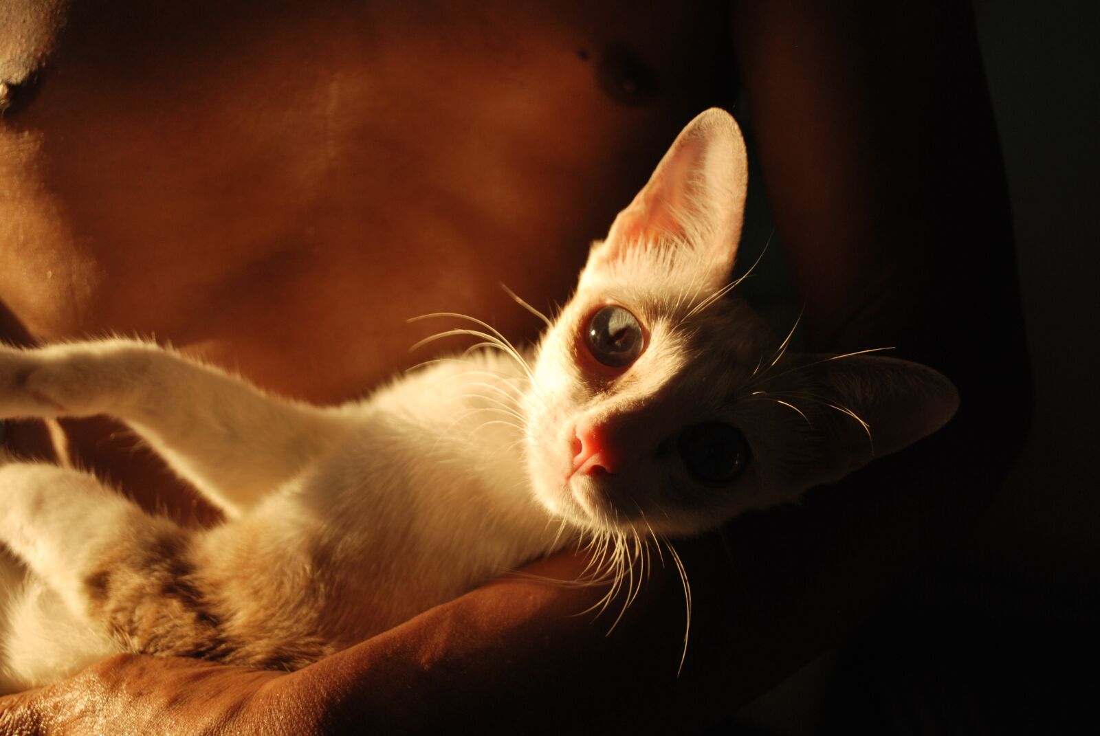 Nikon D60 sample photo. Cat, animals, pets photography