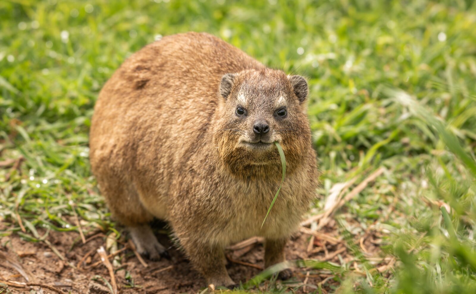 Nikon D750 sample photo. Hyrax, animal, africa photography