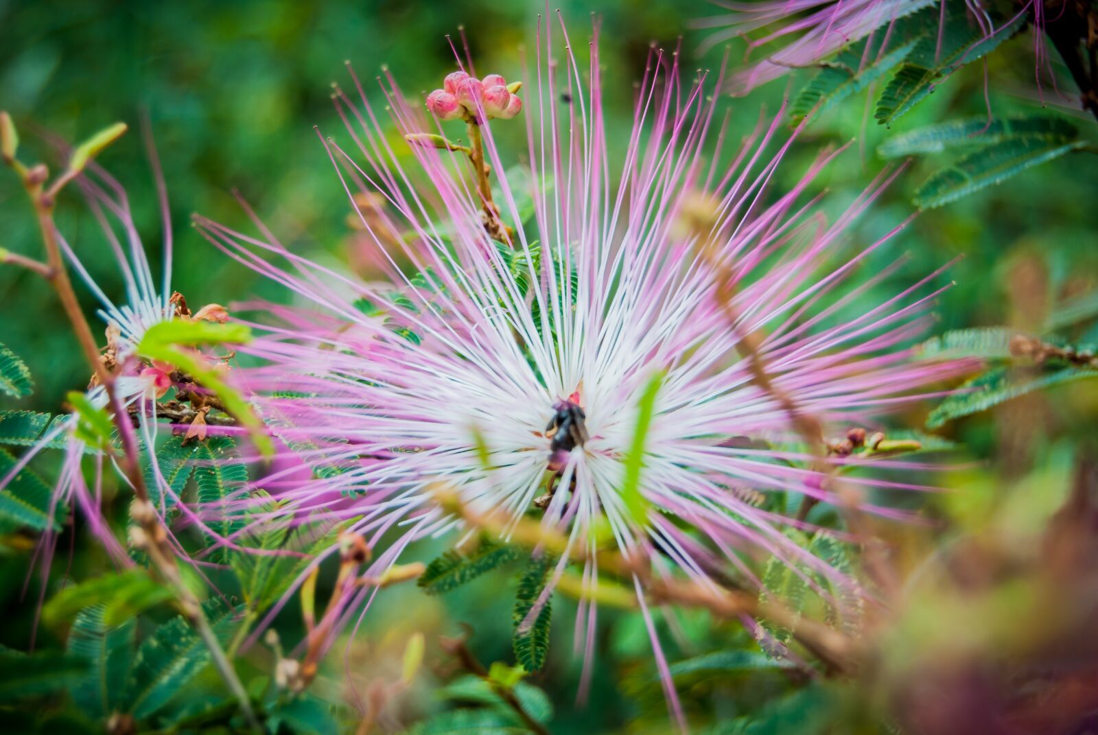Nikon D3000 sample photo. Flower, flowers, flora photography