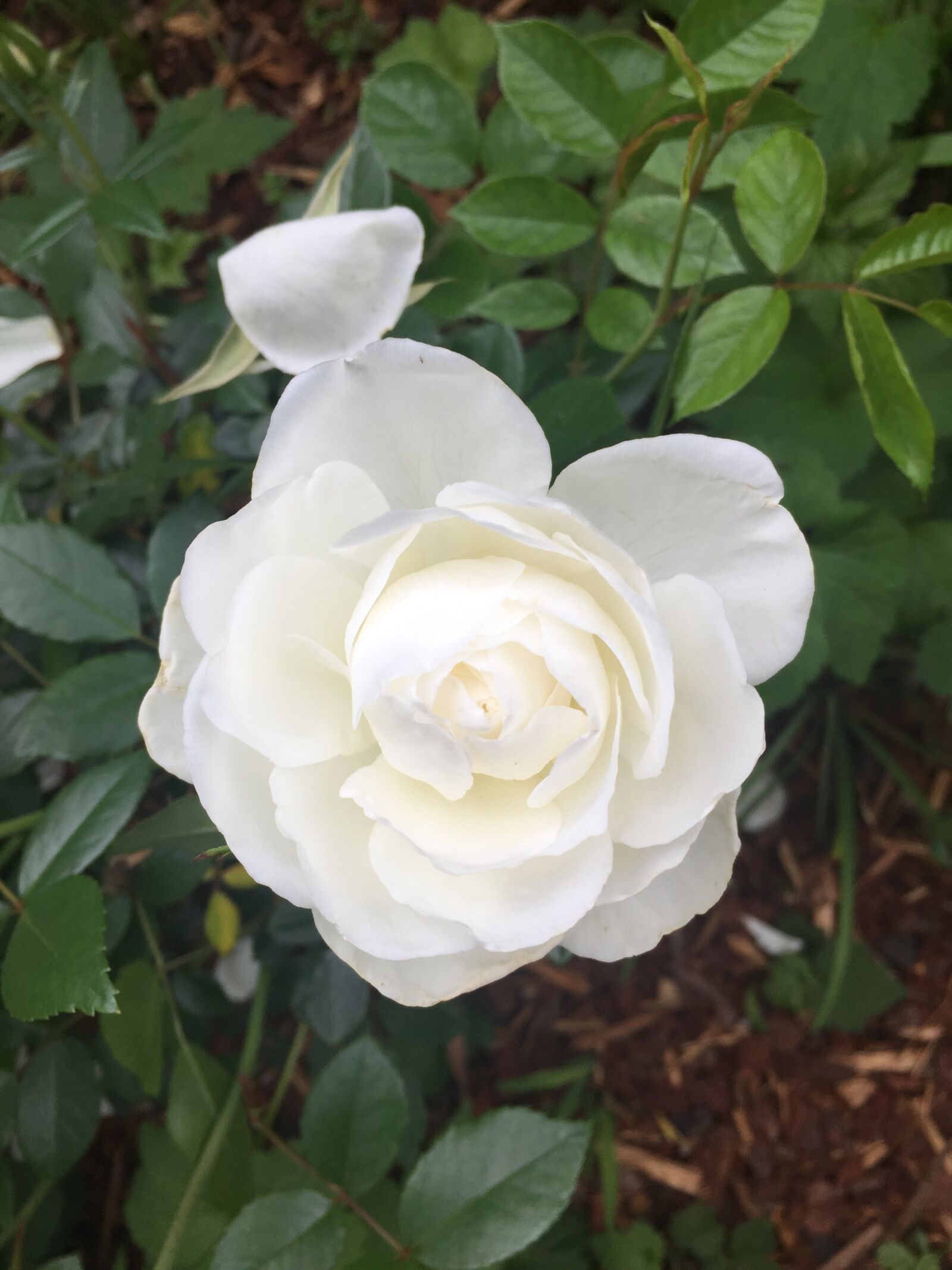 iPhone 6 Plus back camera 4.15mm f/2.2 sample photo. White rose, rose, white photography