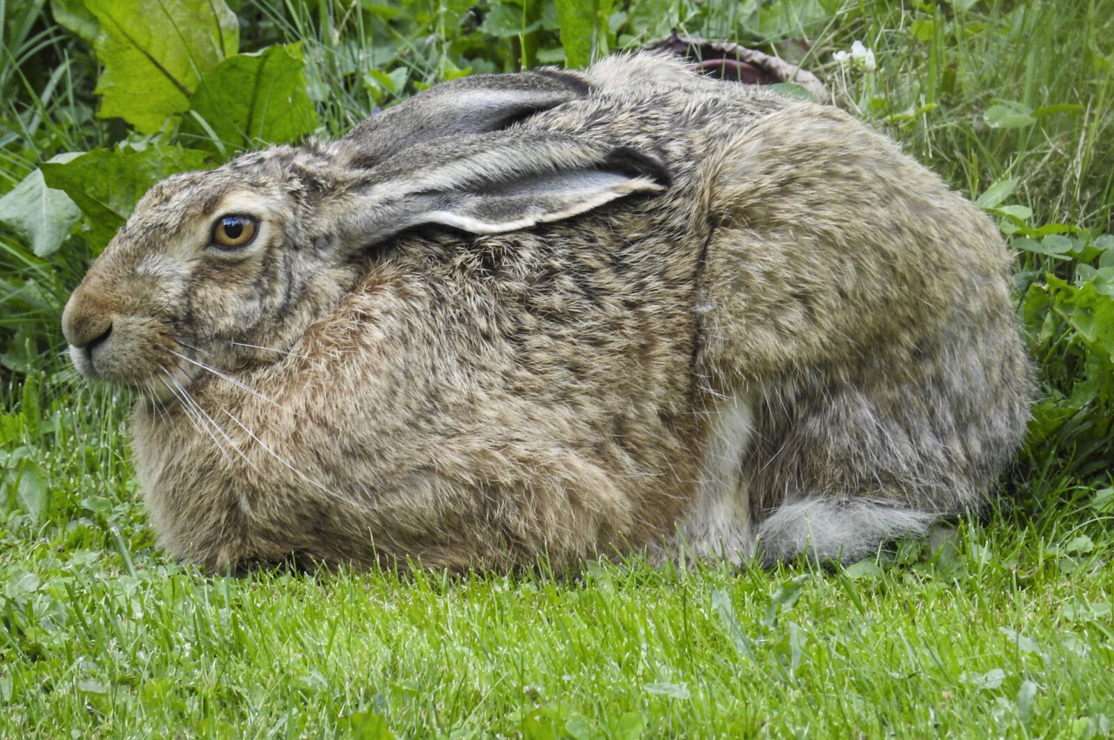 Nikon Coolpix P900 sample photo. Brown hare, nature, summer photography