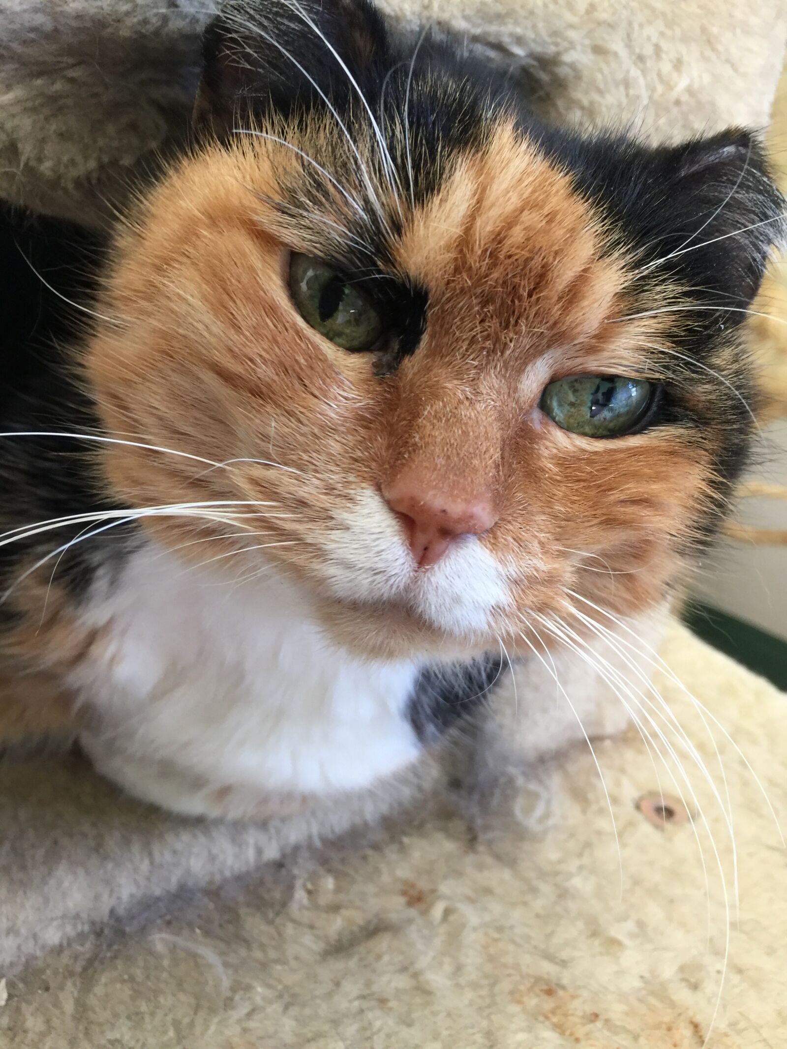 iPhone 6 Plus back camera 4.15mm f/2.2 sample photo. Cat, calico, female photography