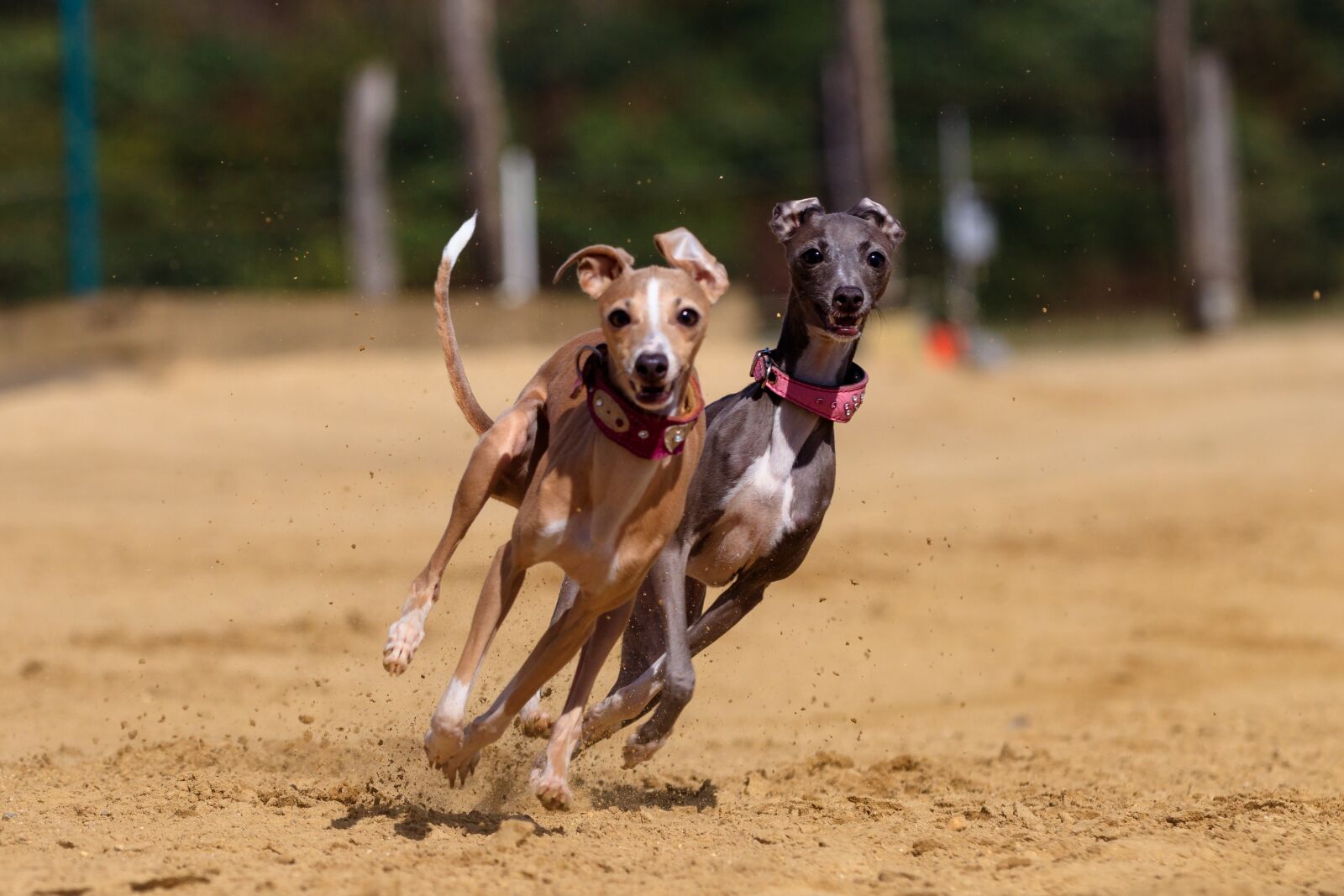 Canon EOS 80D sample photo. Dog, greyhound, pet photography