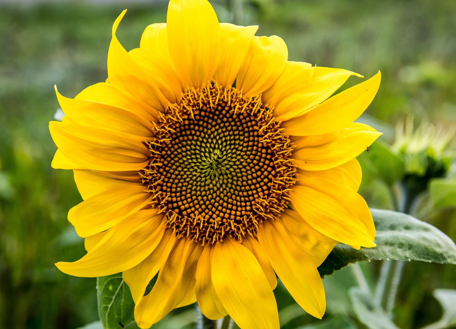 Canon EOS 80D sample photo. Sunflower, plant, blossom photography