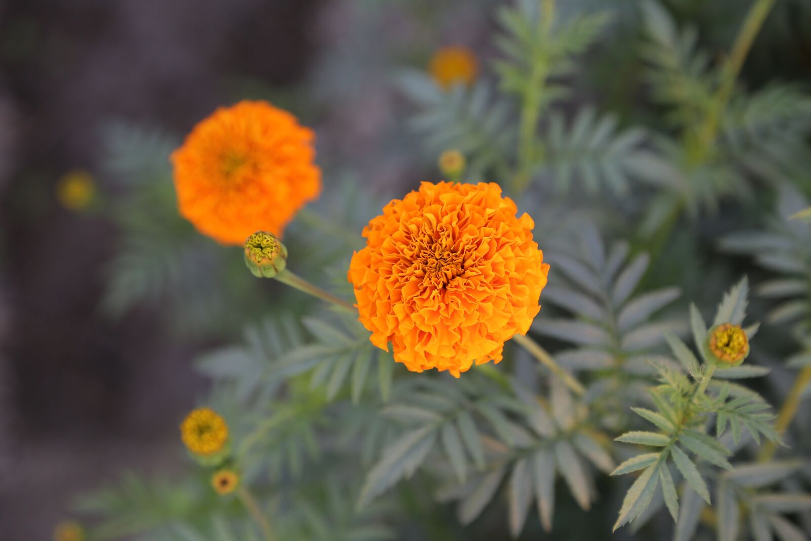 Canon EF 24-105mm F4L IS USM sample photo. Garden, flower, nature photography