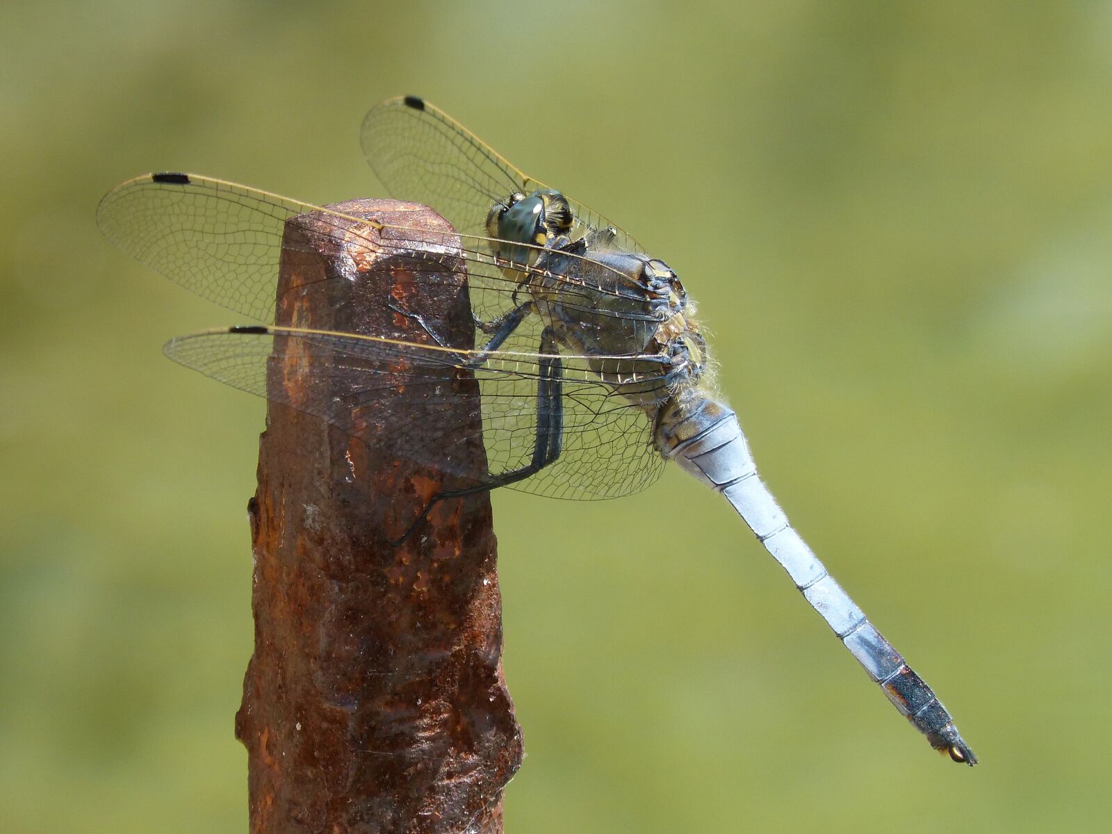 Panasonic DMC-FZ62 sample photo. Dragonfly, blue dragonfly, raft photography