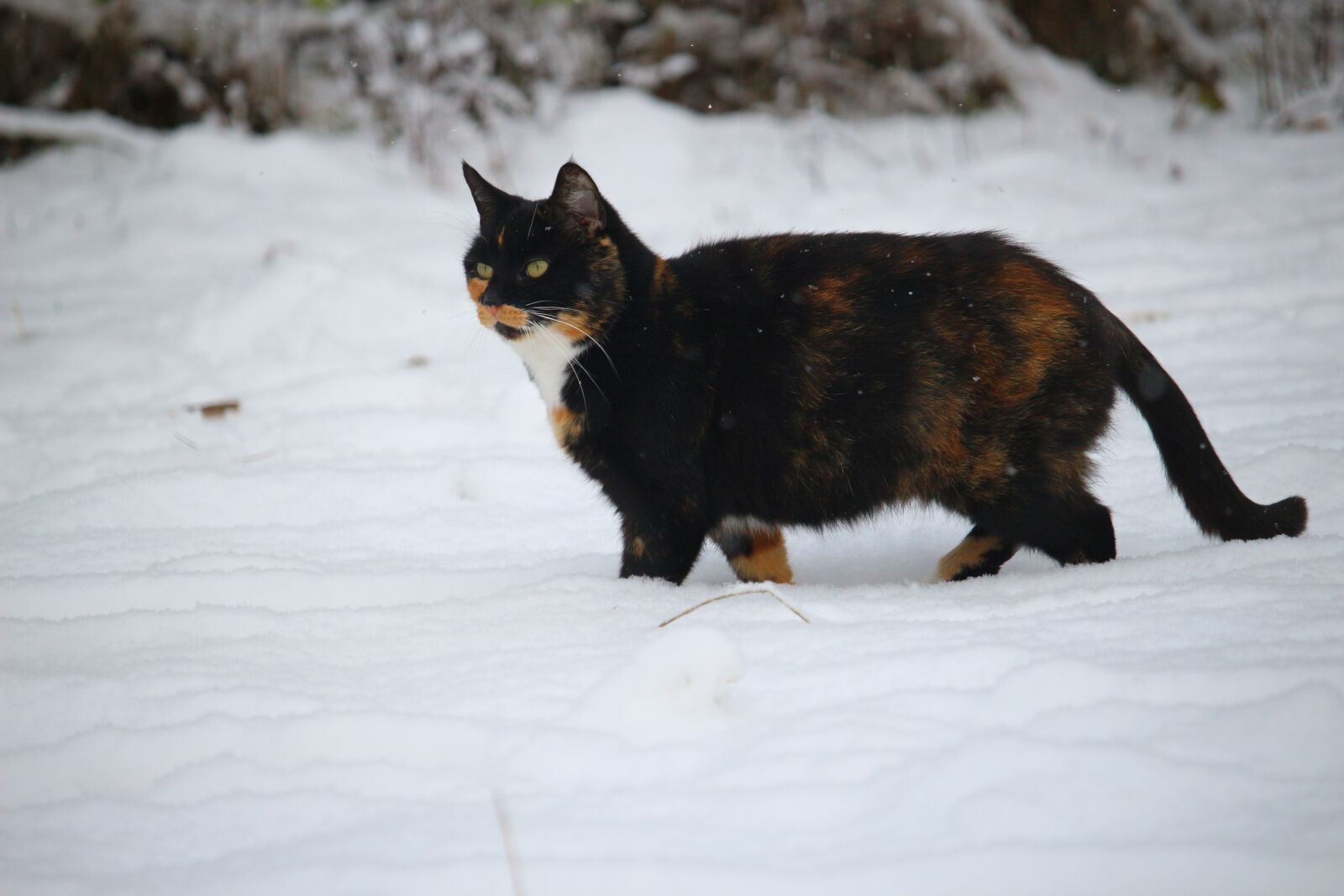 Canon EOS 100D (EOS Rebel SL1 / EOS Kiss X7) sample photo. Cat, mieze, snow photography