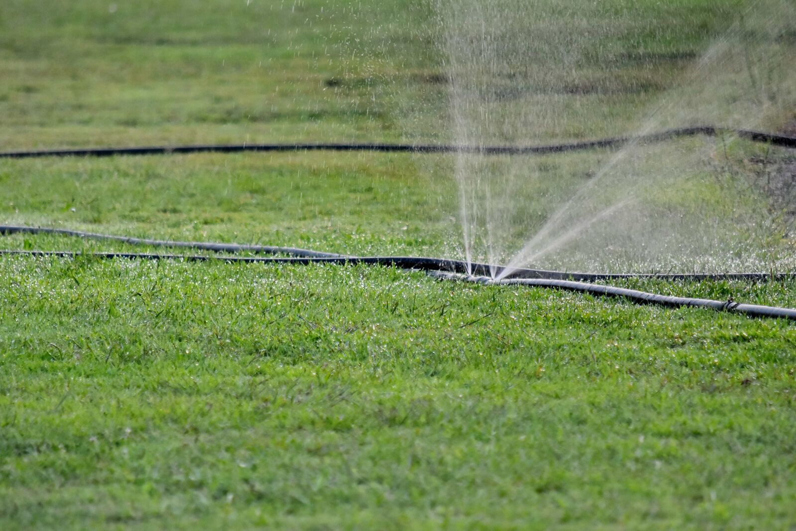 Nikon D5500 sample photo. Field, grass, green grass photography