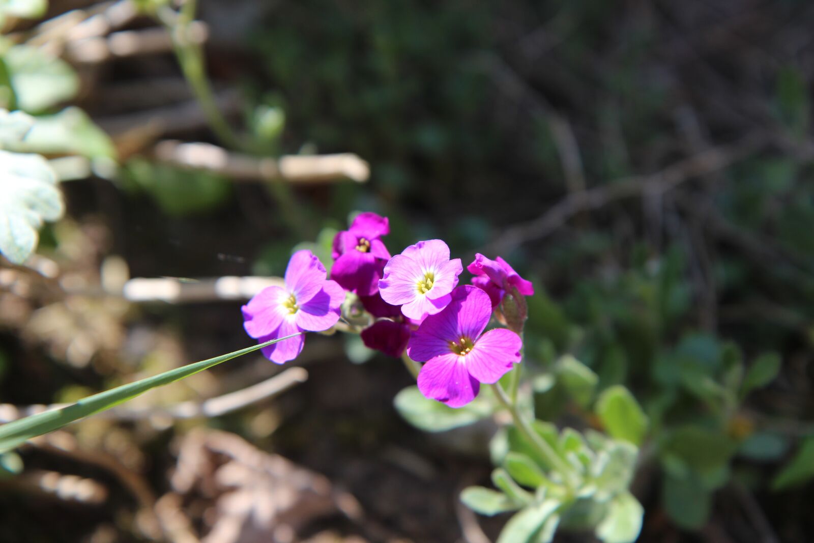 Canon EOS 600D (Rebel EOS T3i / EOS Kiss X5) sample photo. Rockery, border, fleur de photography