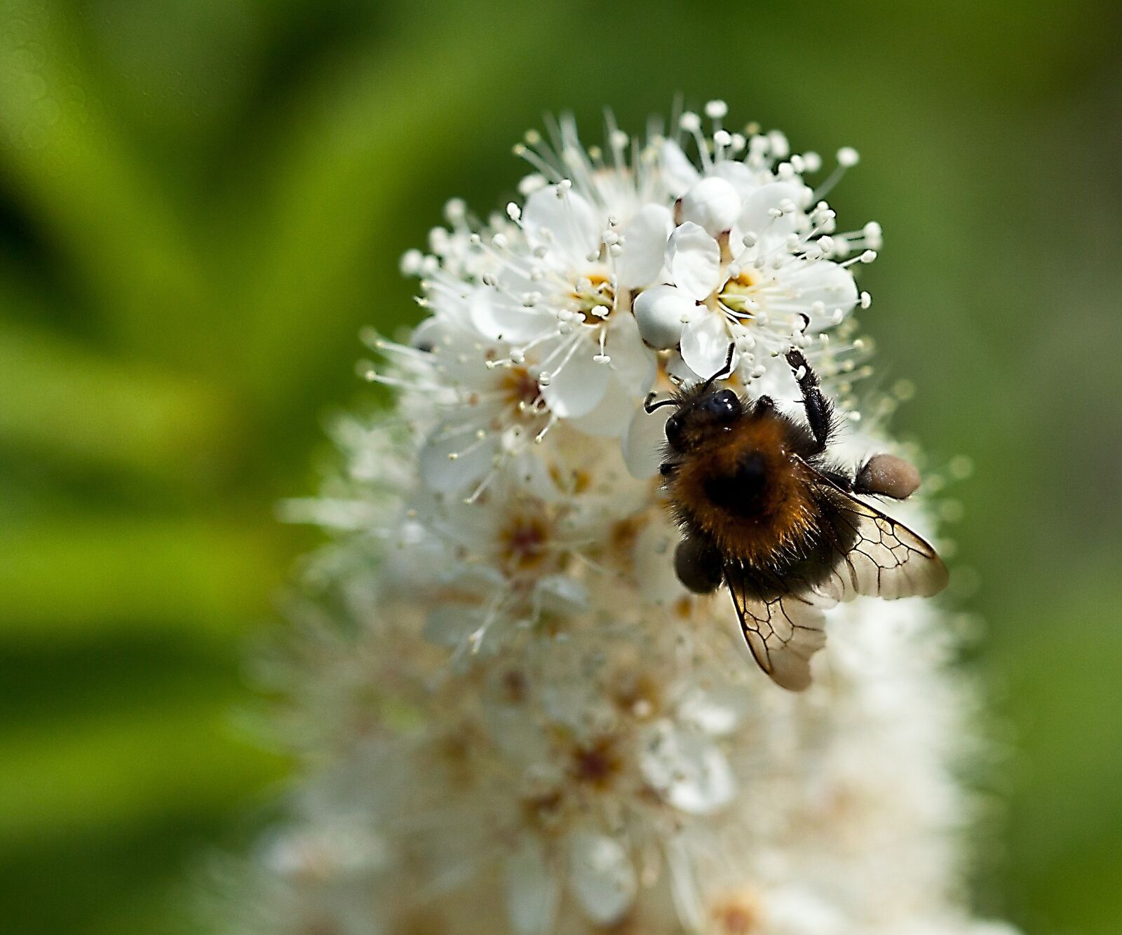 Canon EOS 5D Mark II sample photo. Insect, bittern, white flower photography