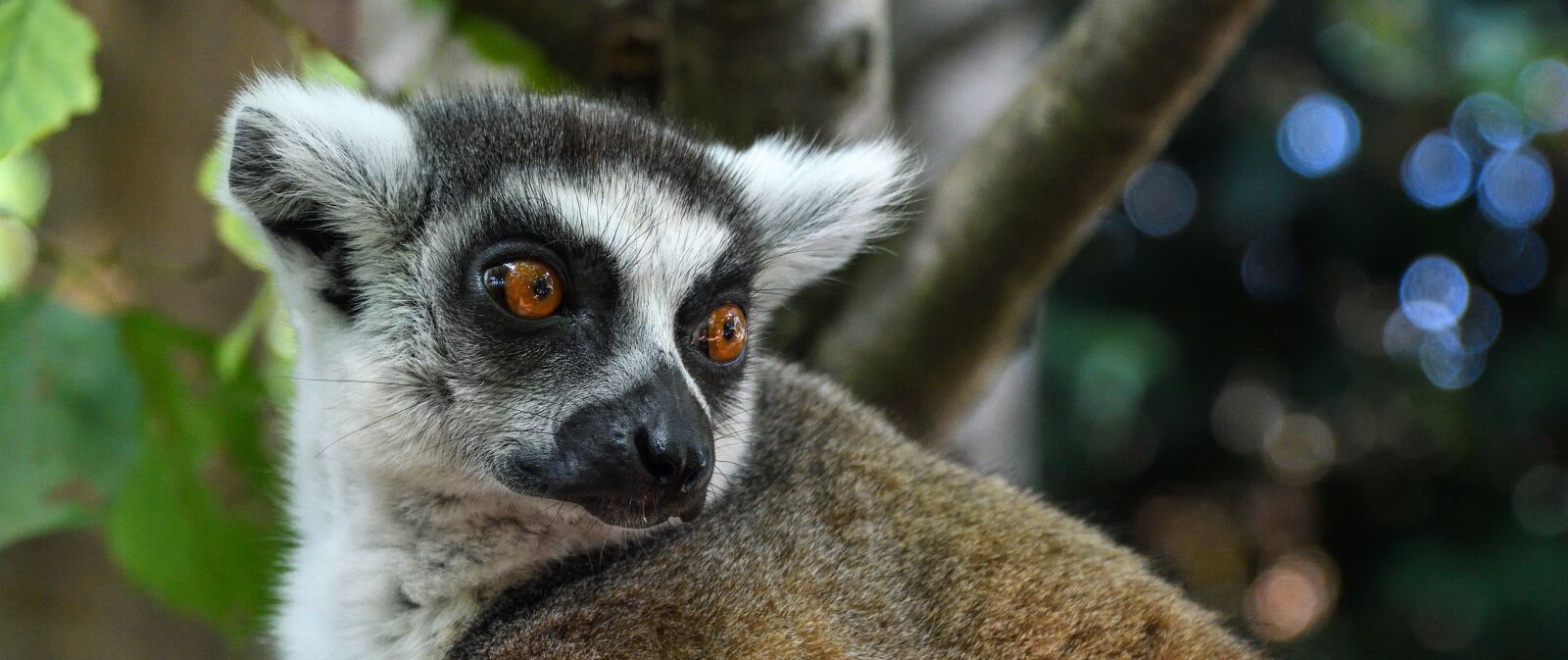 Nikon D500 sample photo. Lemur, maki catta, look photography