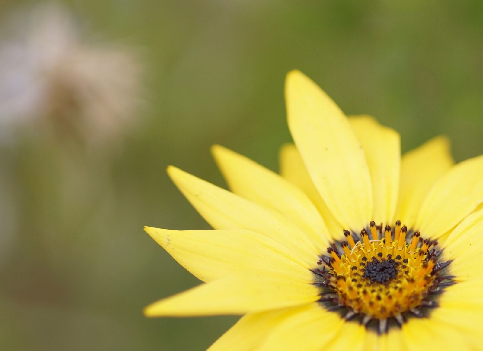 Sony SLT-A68 sample photo. Marguerite, flower, yellow photography