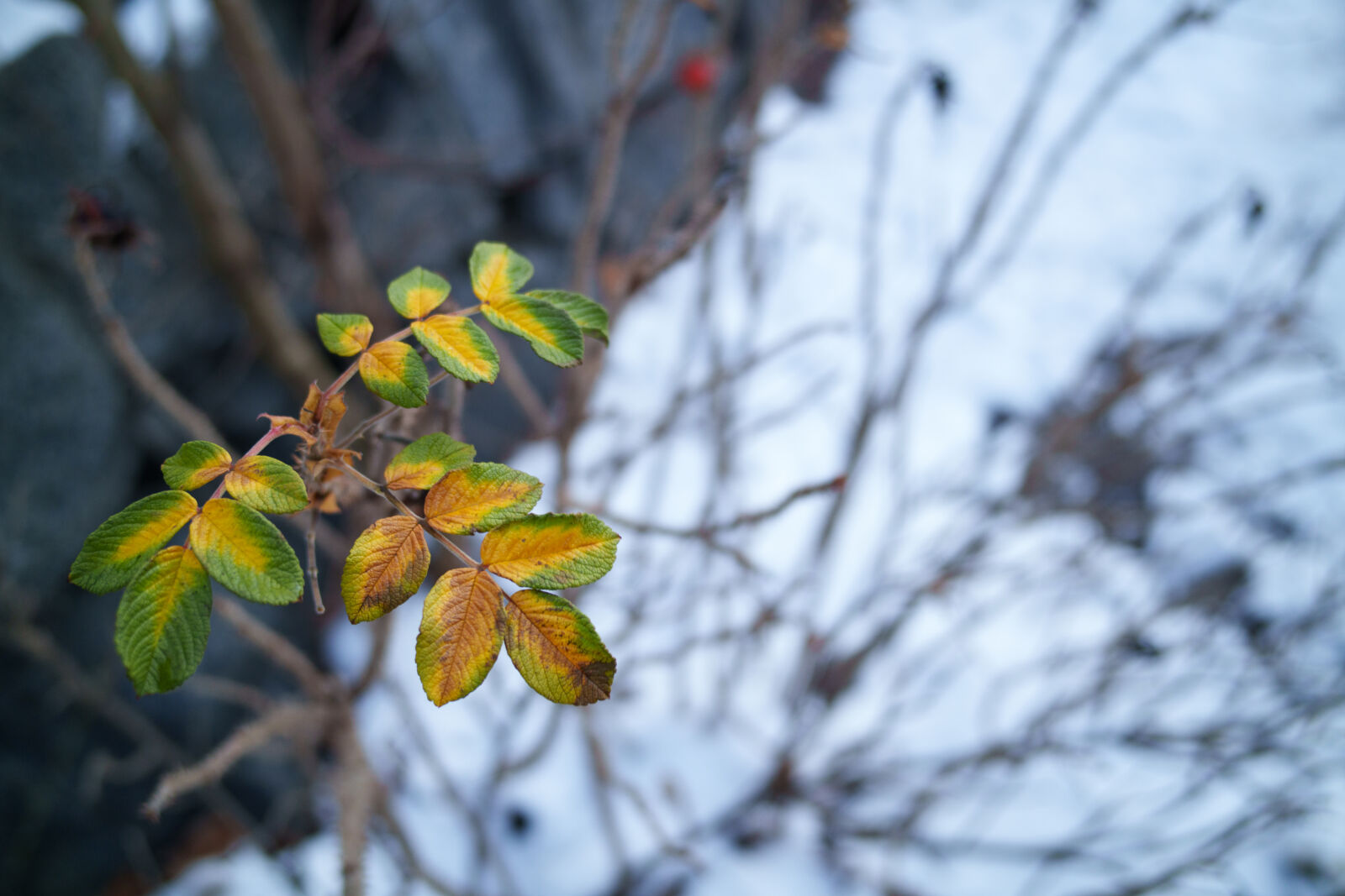 Samyang Remaster Slim 28mm F3.5 sample photo. Last leaves of the photography