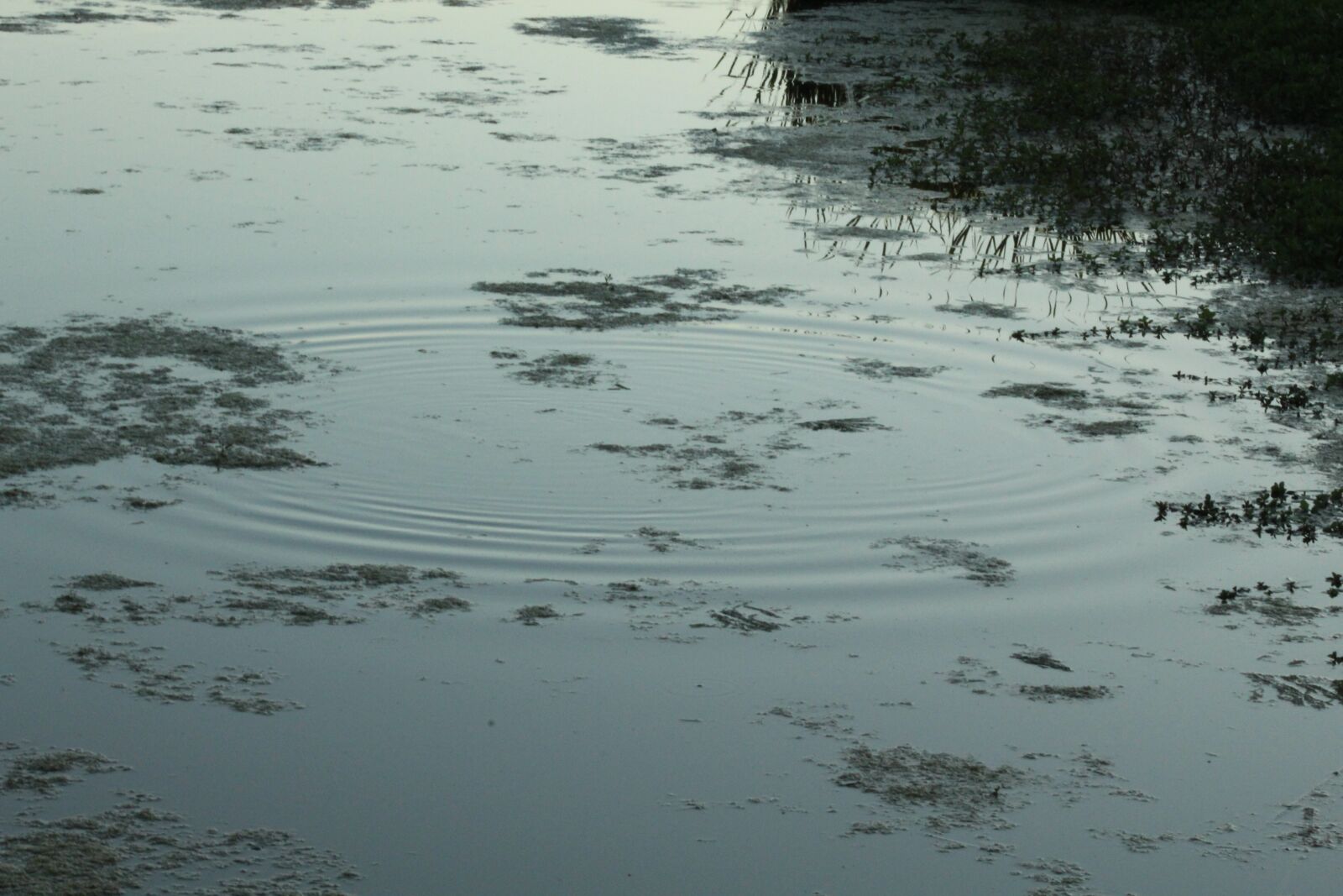 Canon EOS 1300D (EOS Rebel T6 / EOS Kiss X80) + EF75-300mm f/4-5.6 sample photo. Ripple, pond, water photography