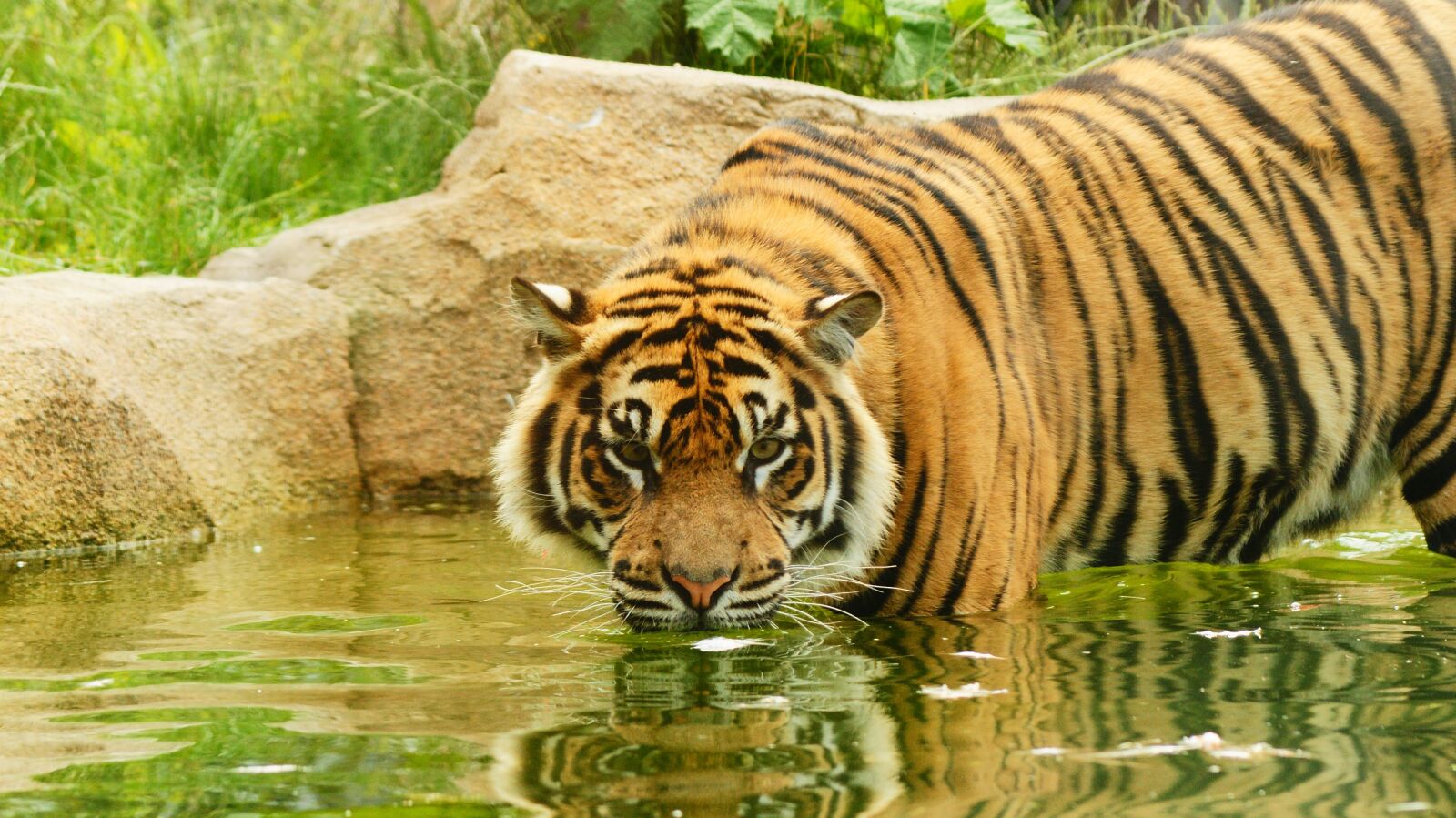 Sony Alpha DSLR-A700 sample photo. Tiger, sumatran, cat photography